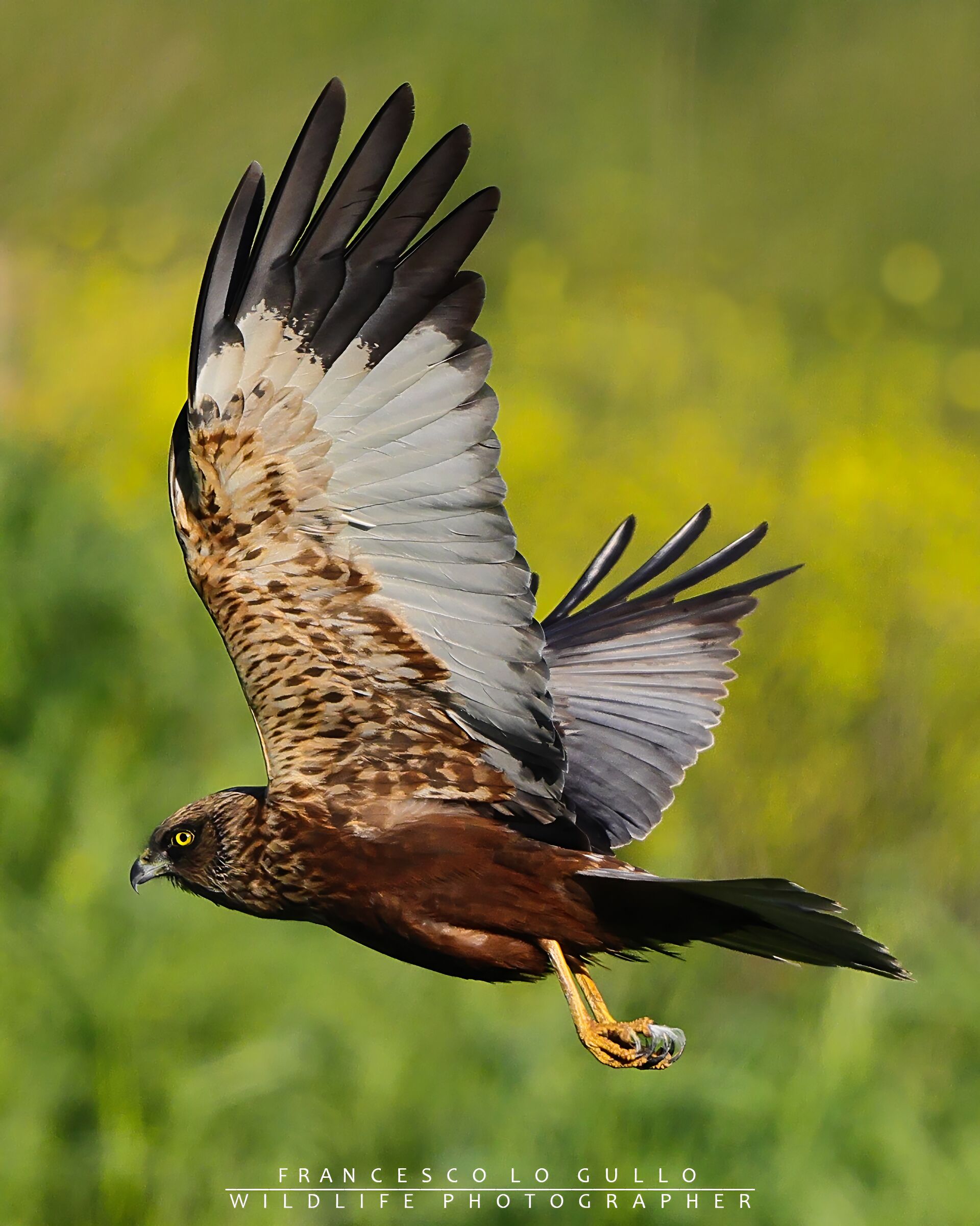 Falco di palude maschio