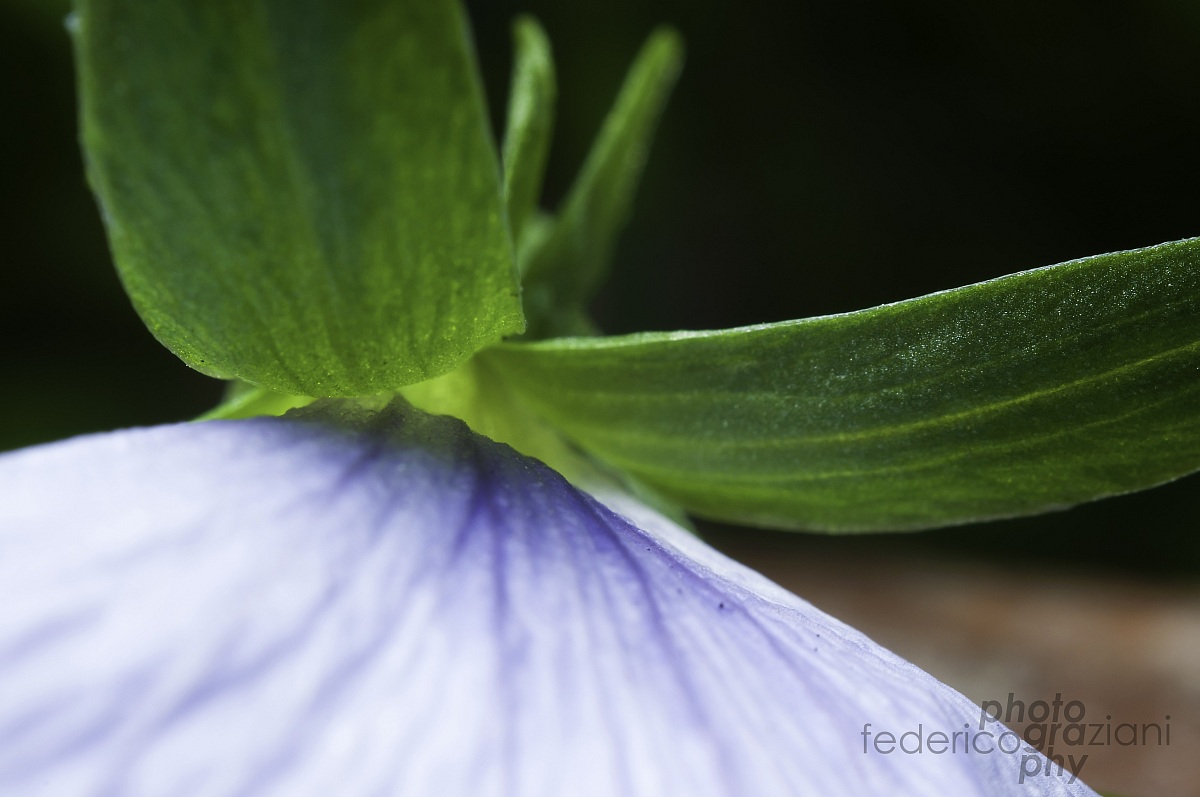 particular of a flower.