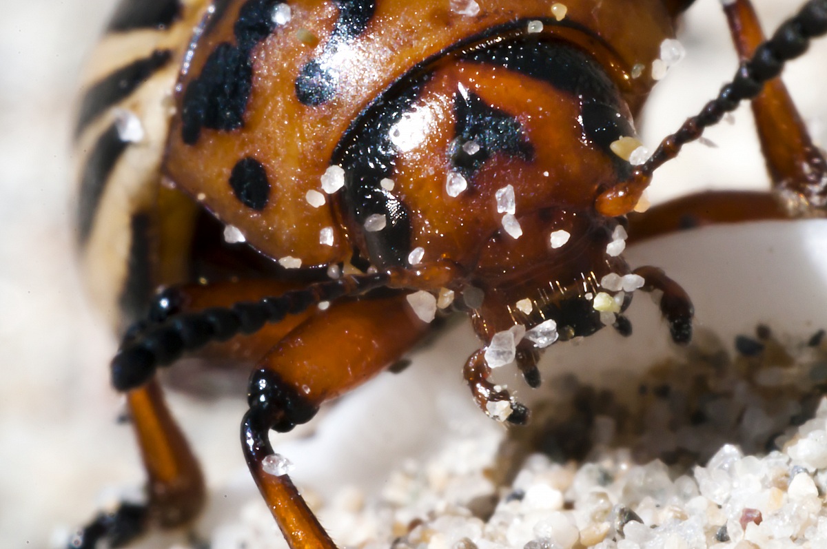 il mostro sta arrivando!!!! aiutoo!! :))