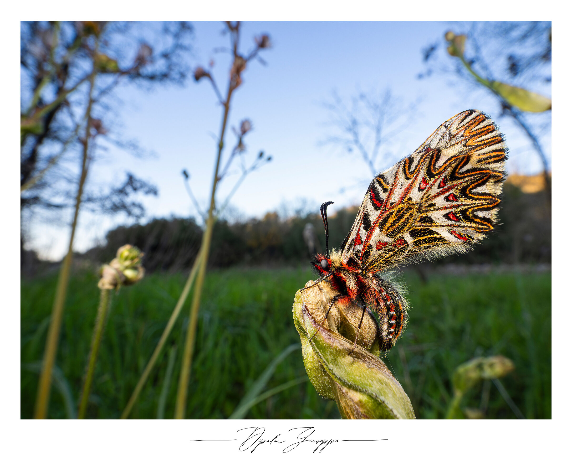 Zerynthia cassandra set