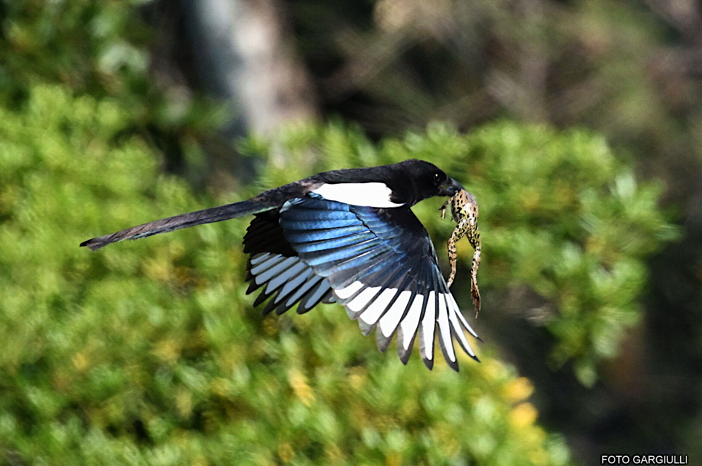 Magpie with prey