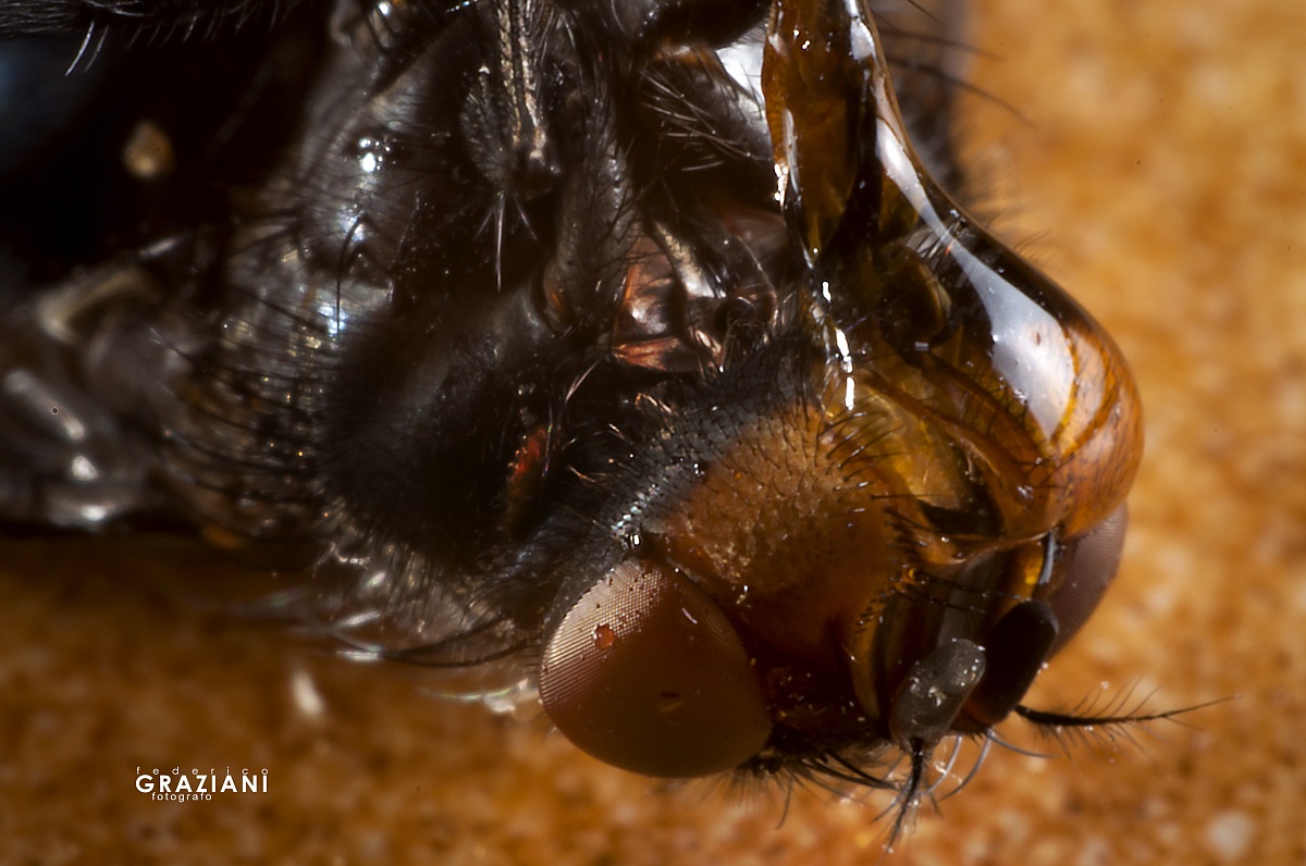 mosca con antinsetti sull'occhio(o sugli occhi) sx.