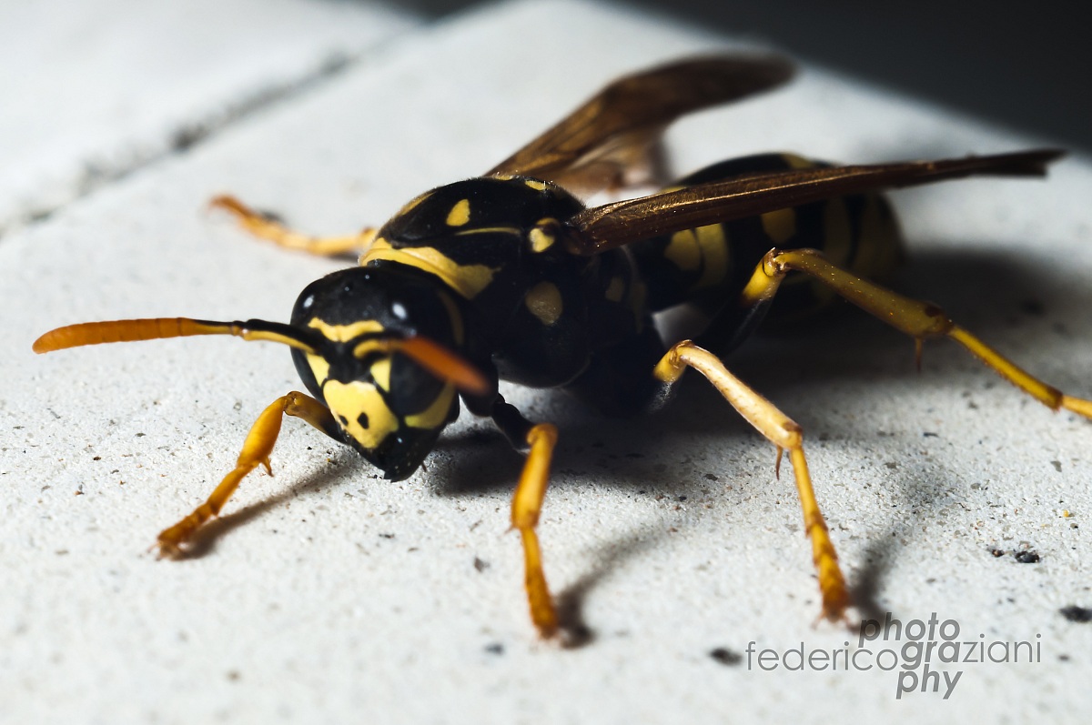 wasp on the quay of the terrace