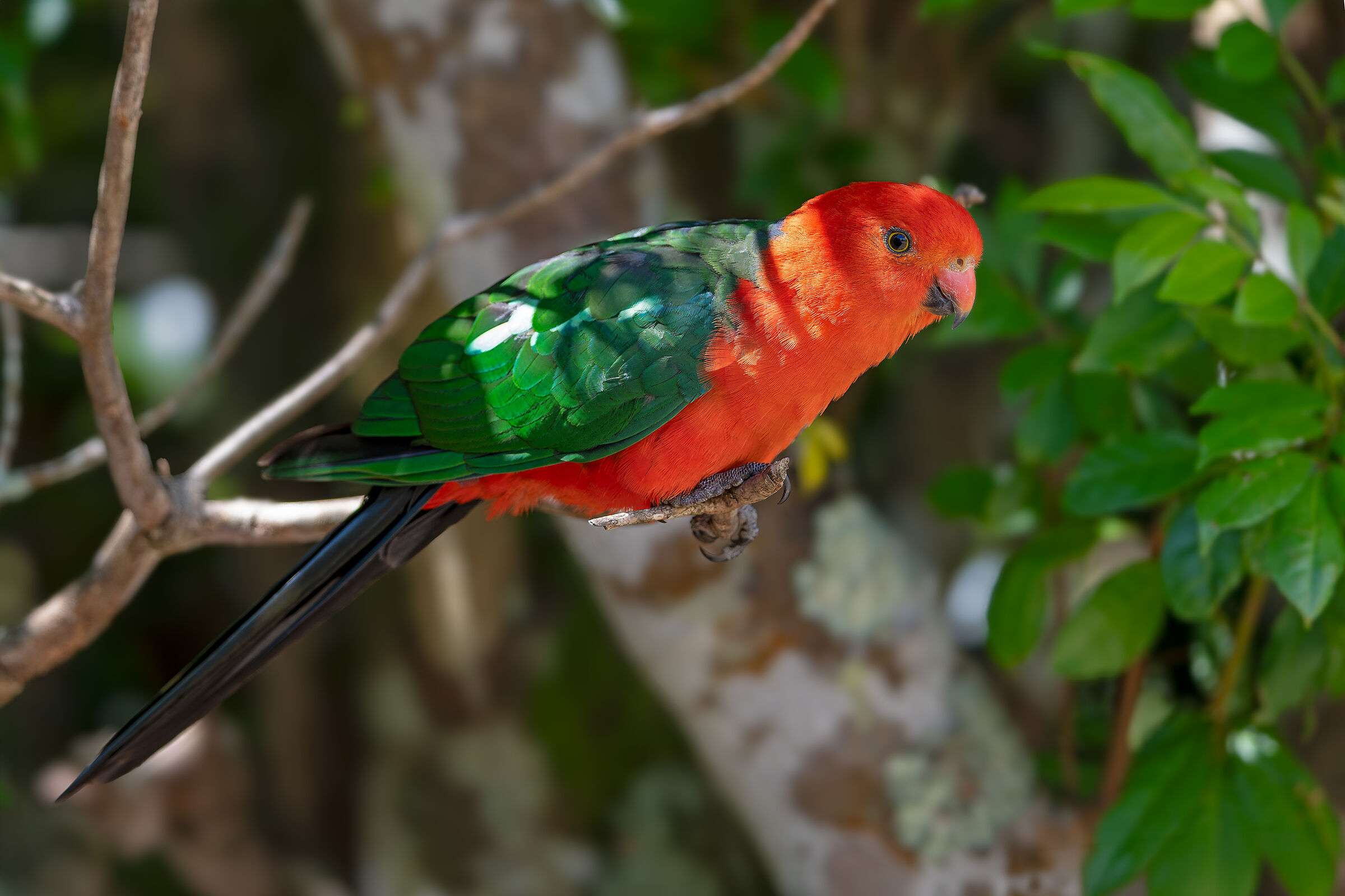 Parrocchetto reale (Alisterus scapularis)