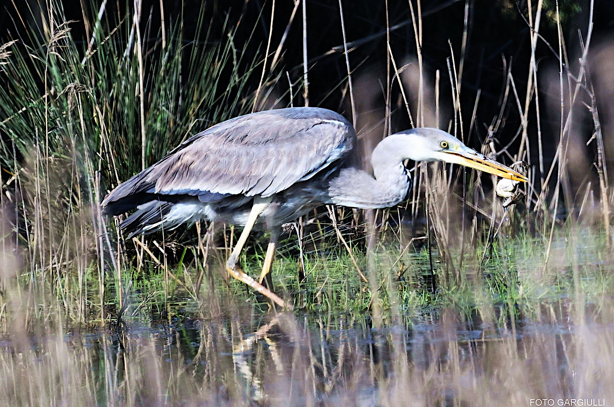 Grey Heron with Prey