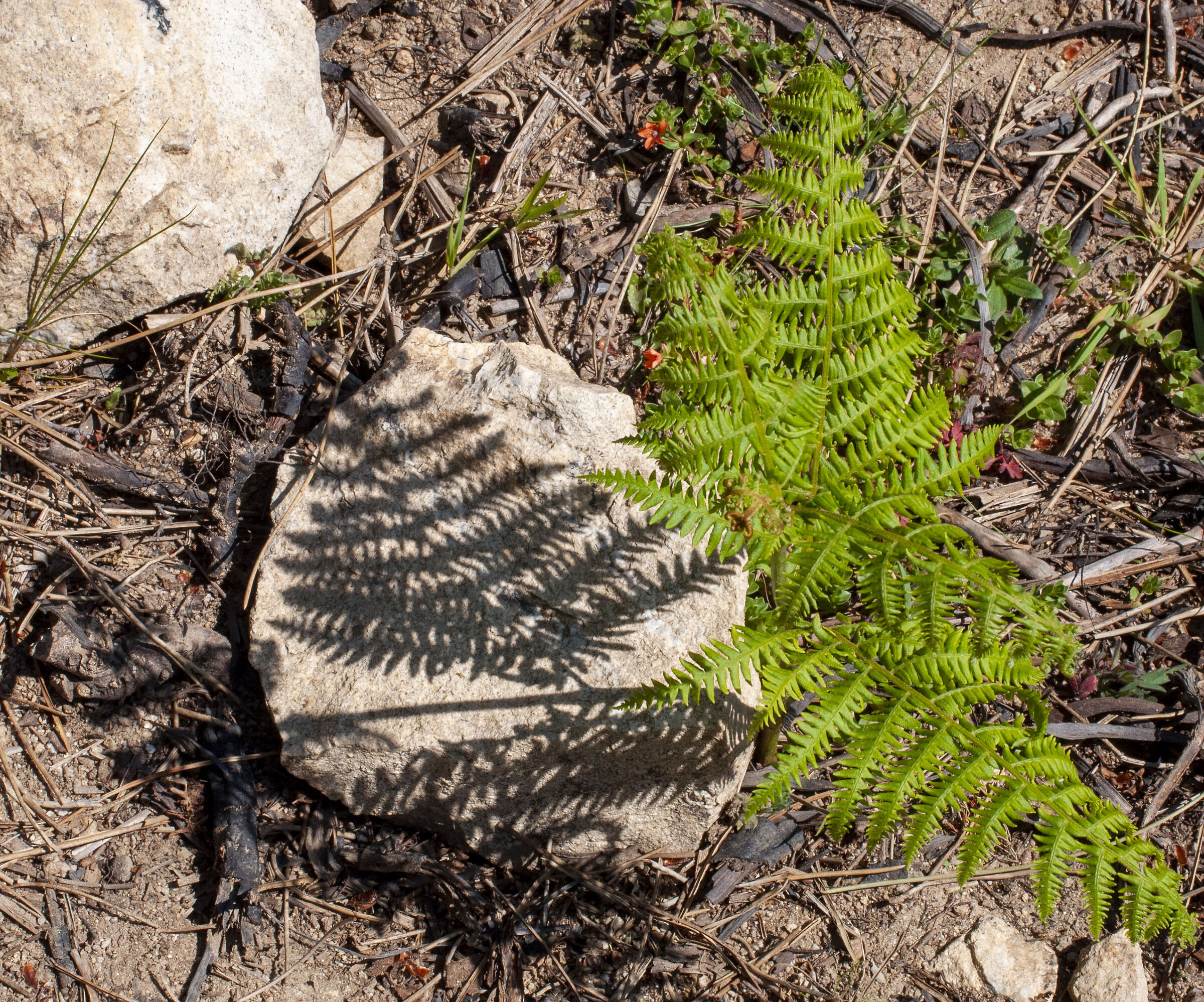 The Shadow of the Fern
