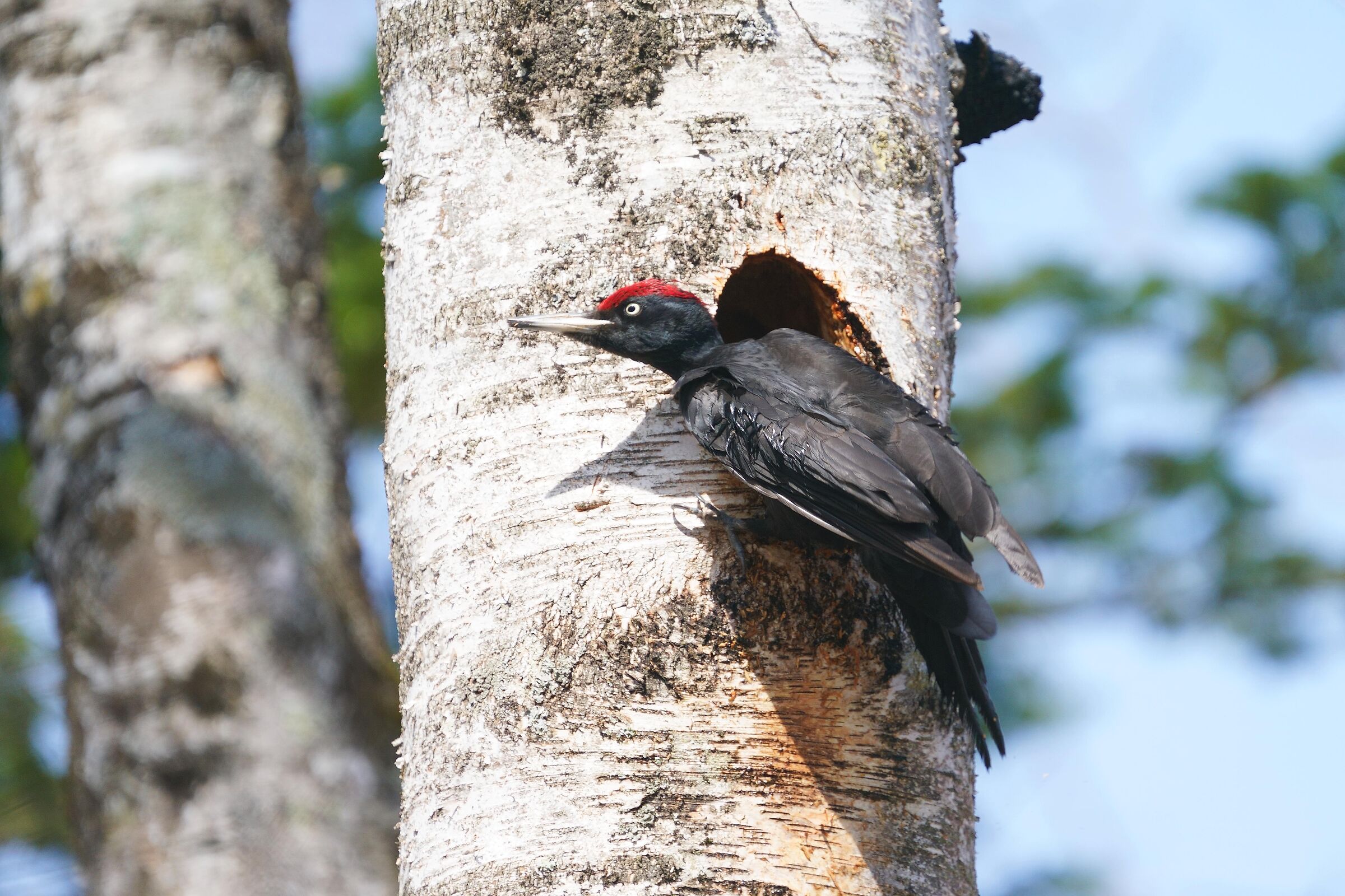 Black woodpecker