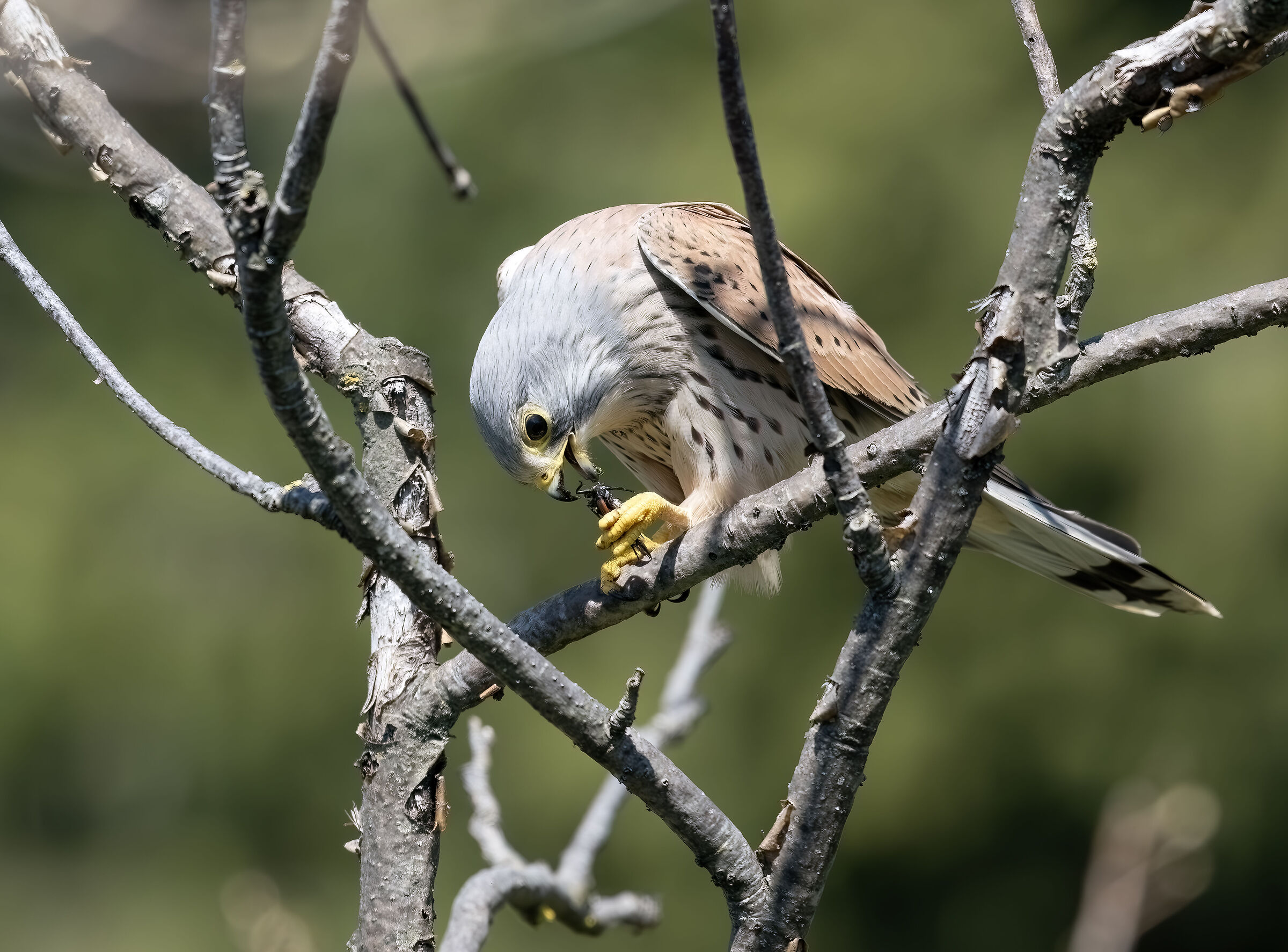 The prey of the male kestrel