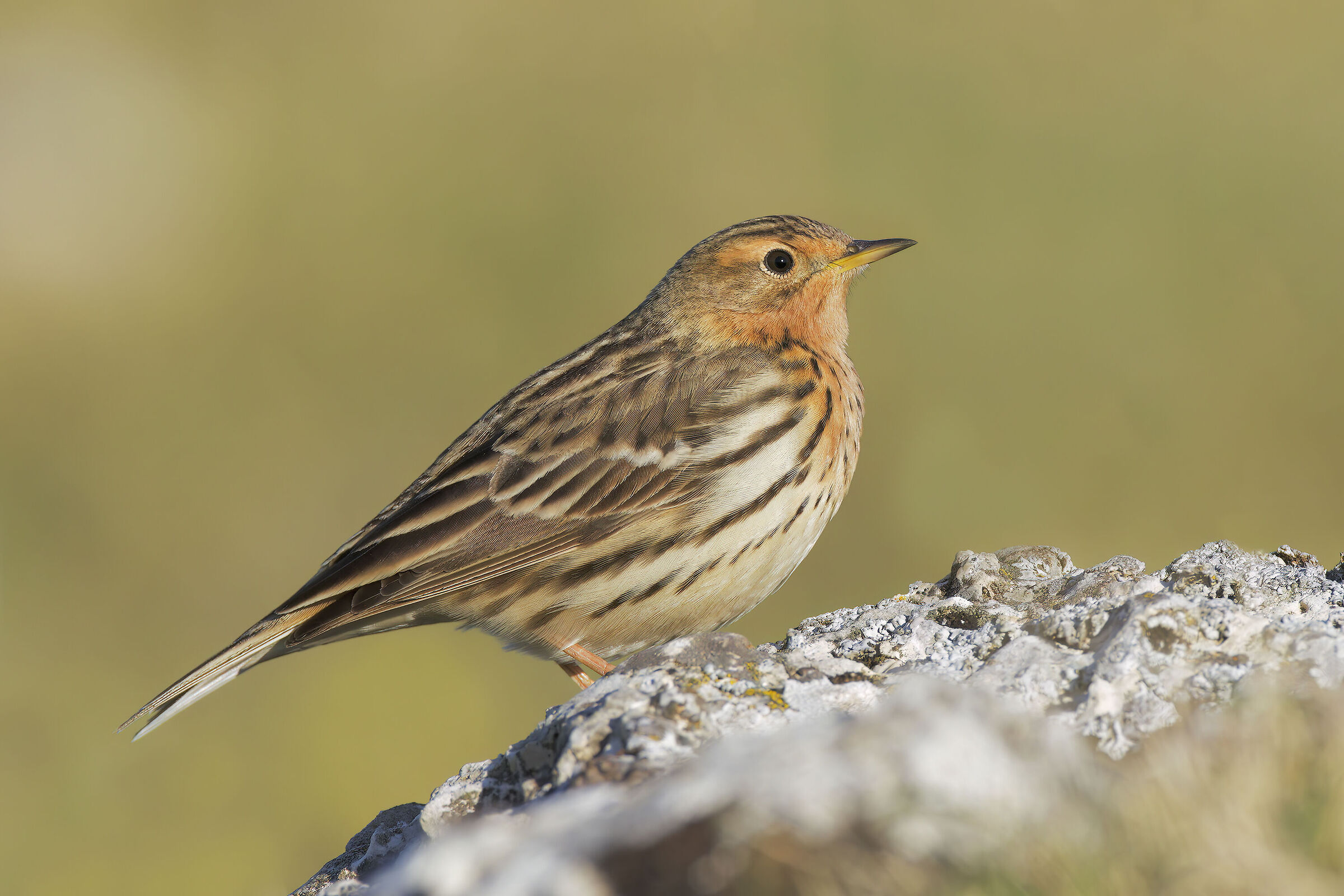 Red-throated pipit