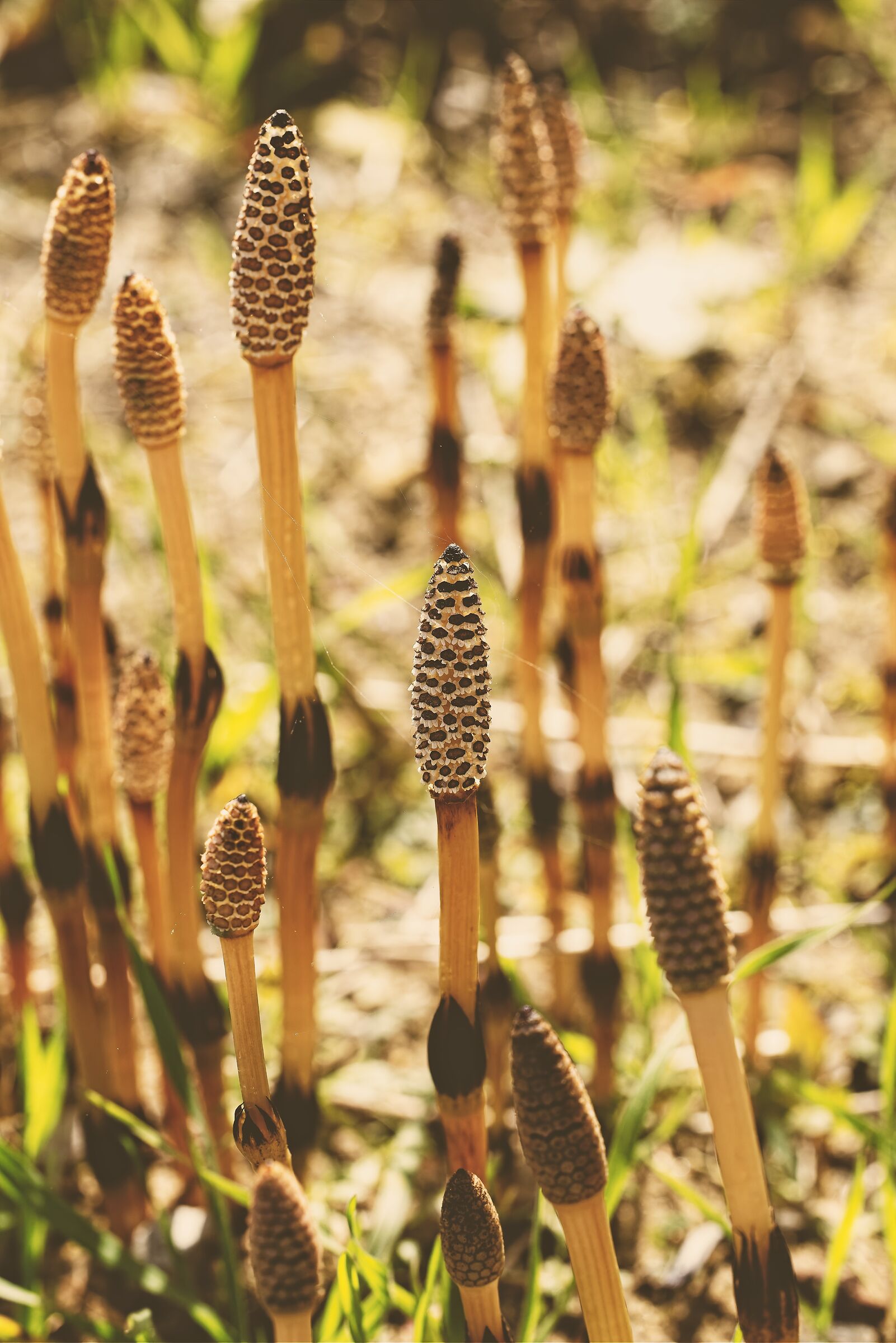 Equisetum