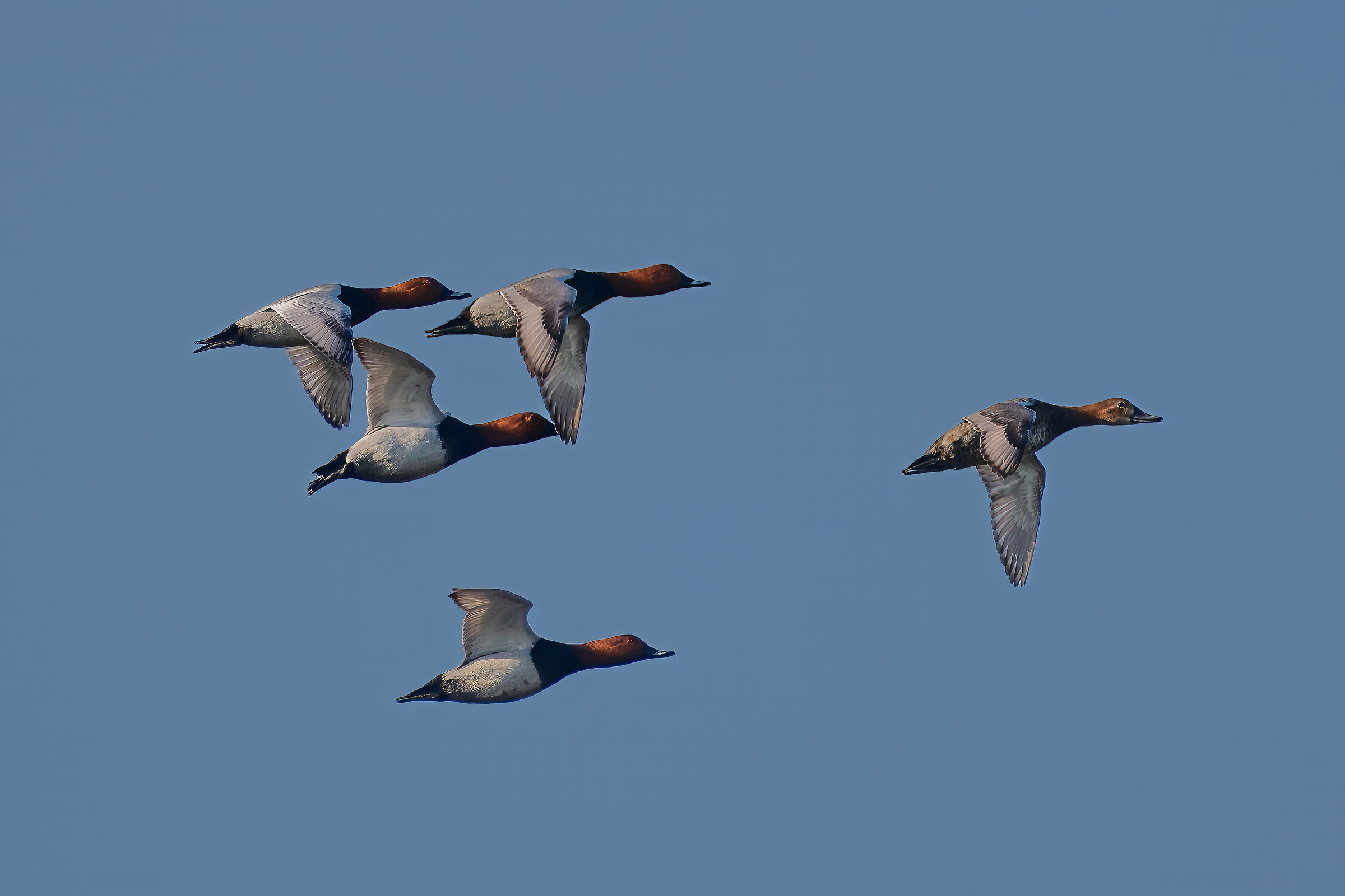Ducks in flight