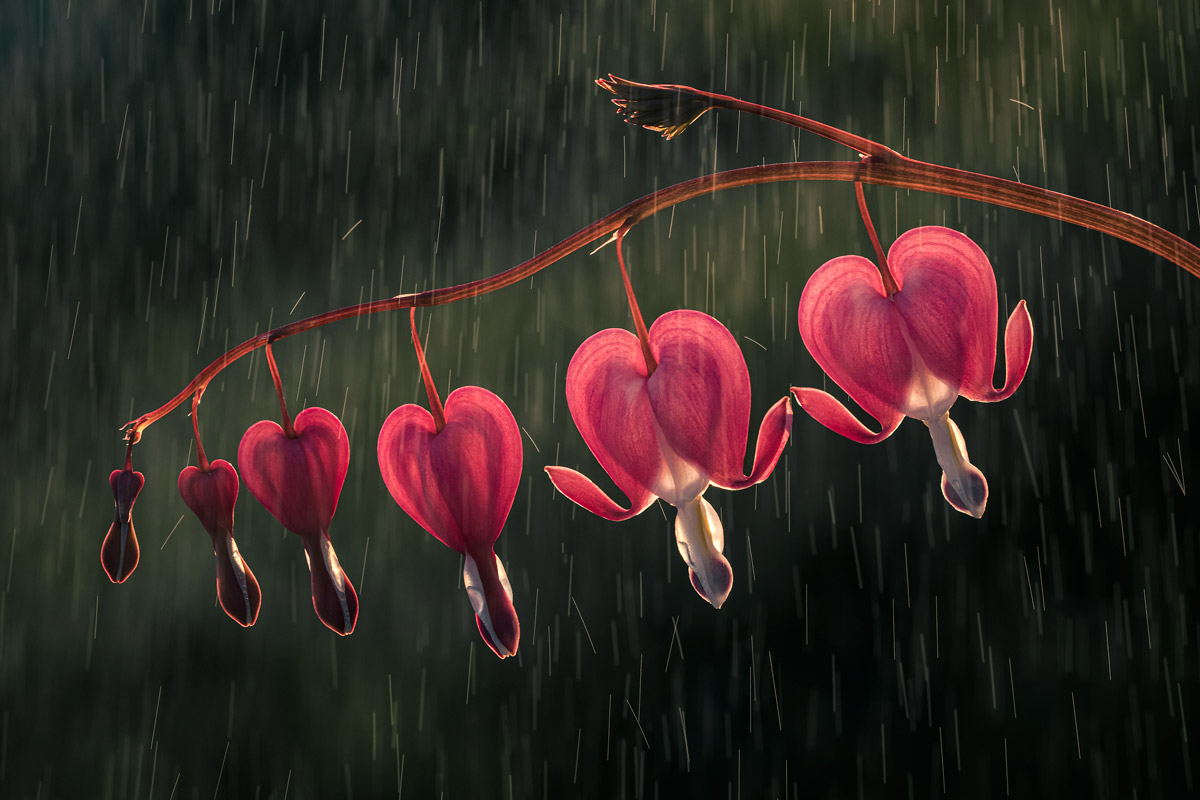 Cuori e cuoricini