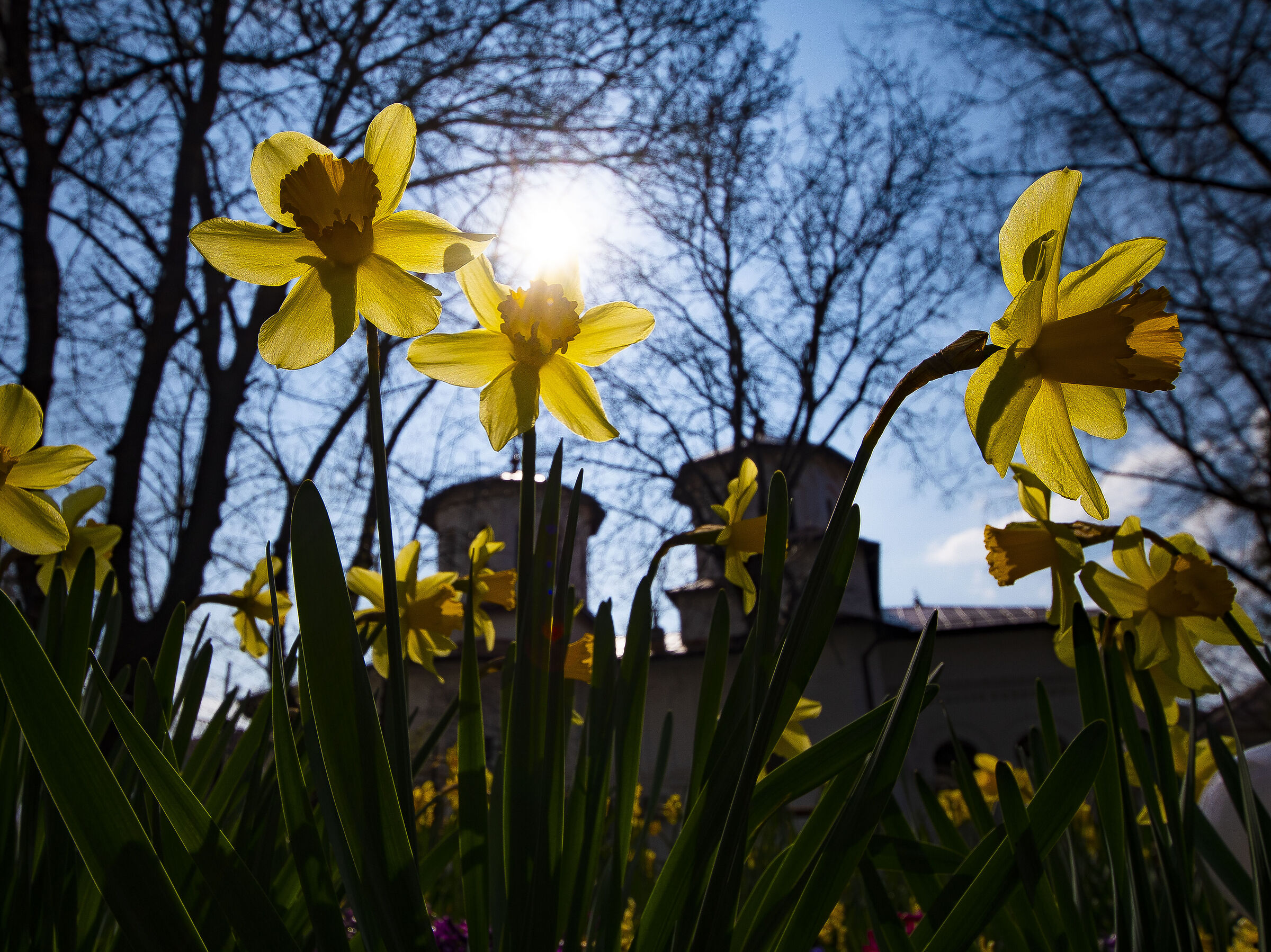 Narcisi in controluce
