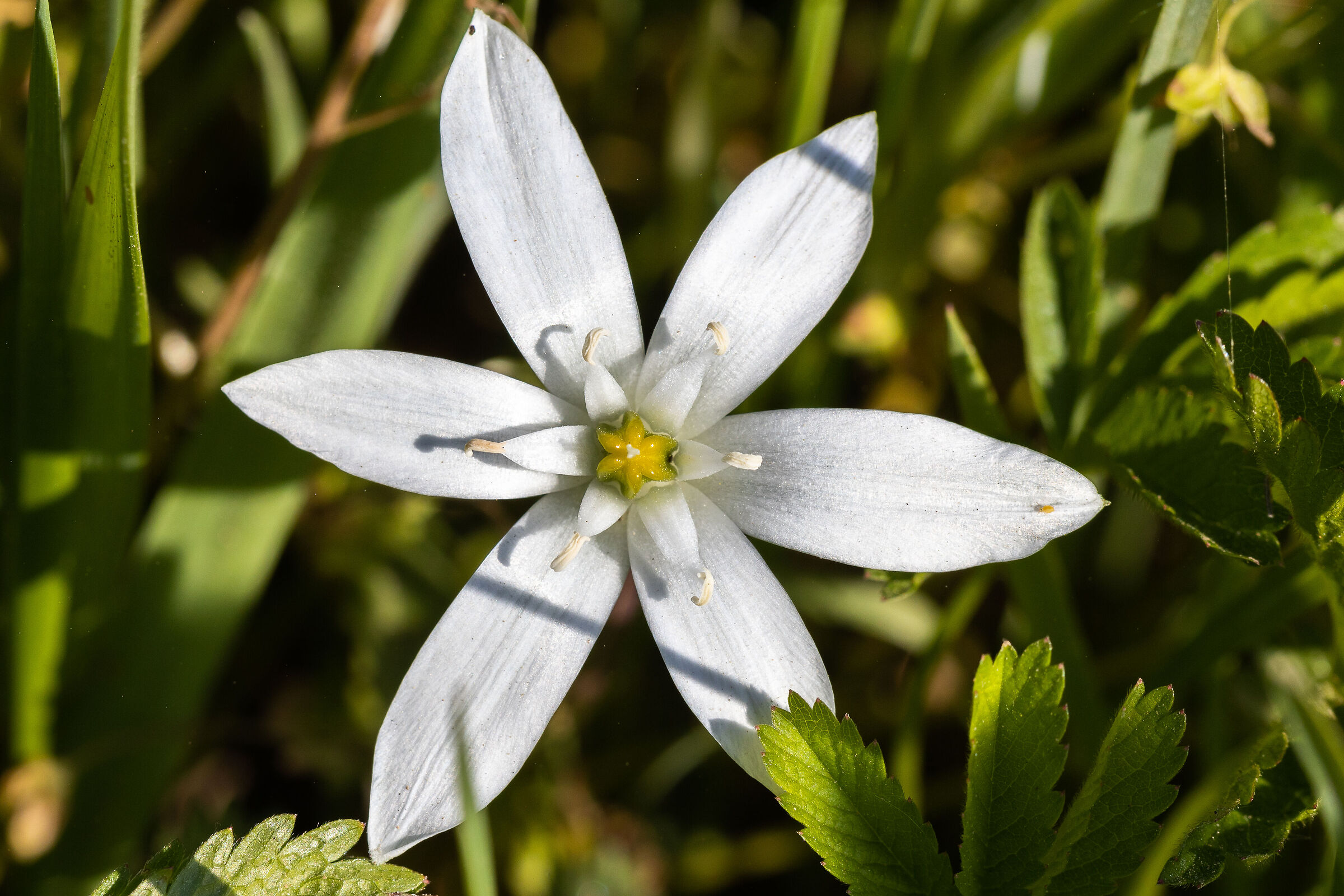 Ornithogalum umbellatum (Star of Bethlehem)