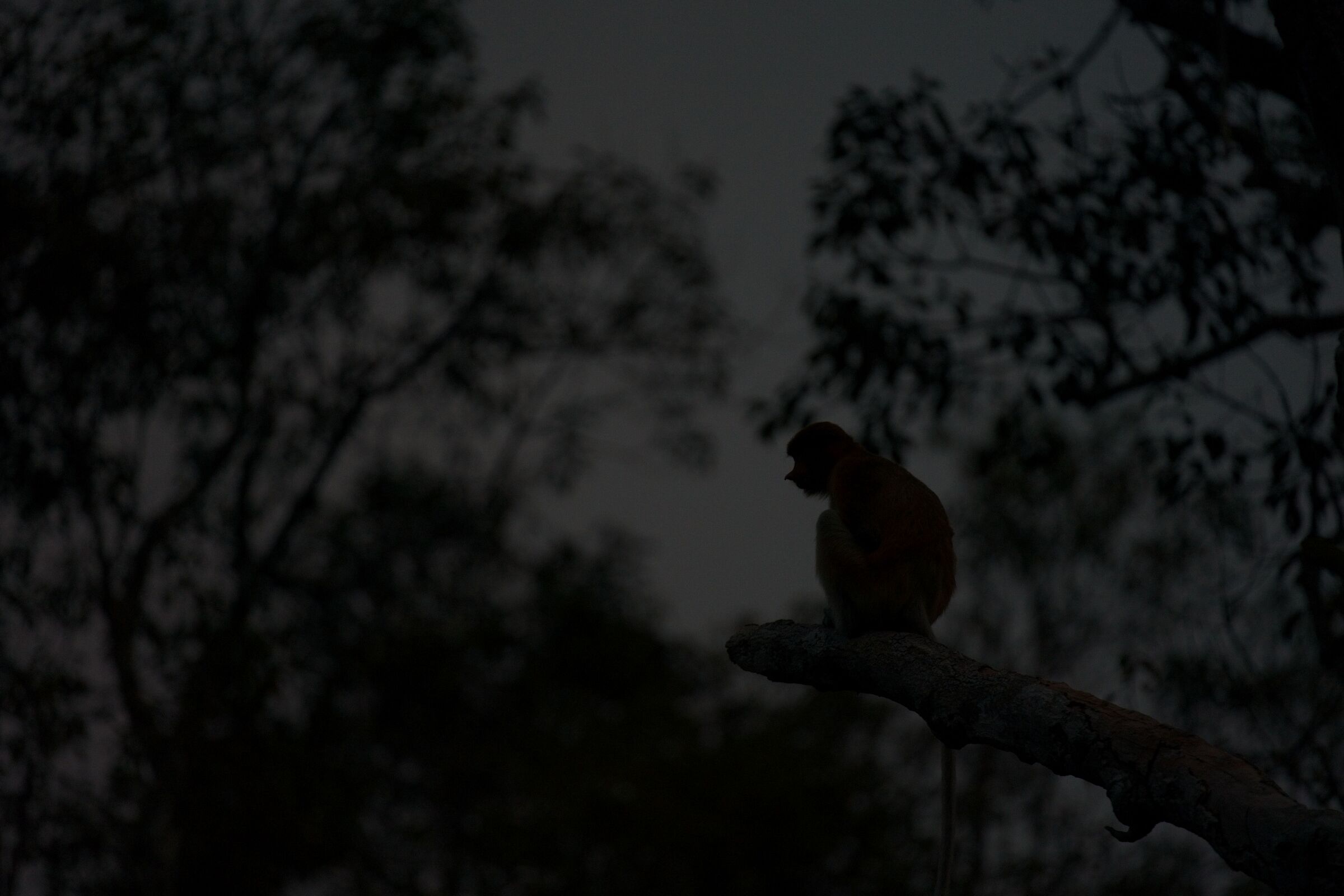 Meditation (Nasalis Narvatus)