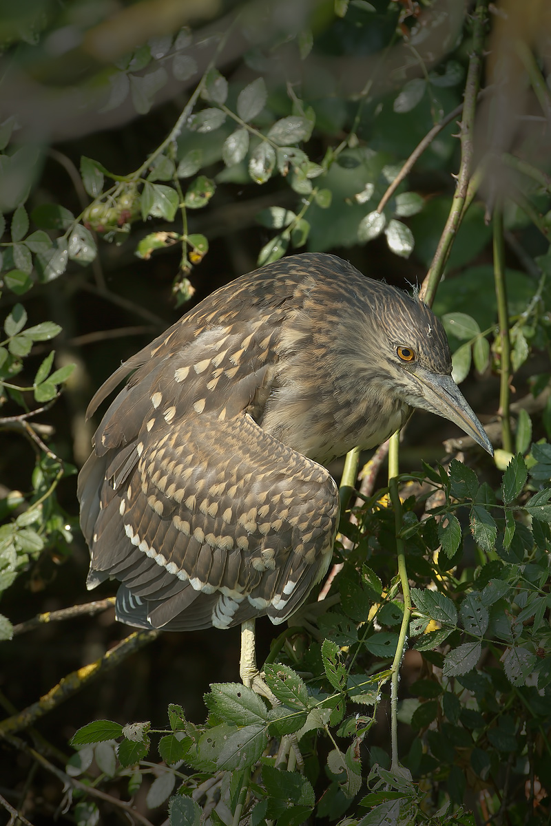 young night heron away