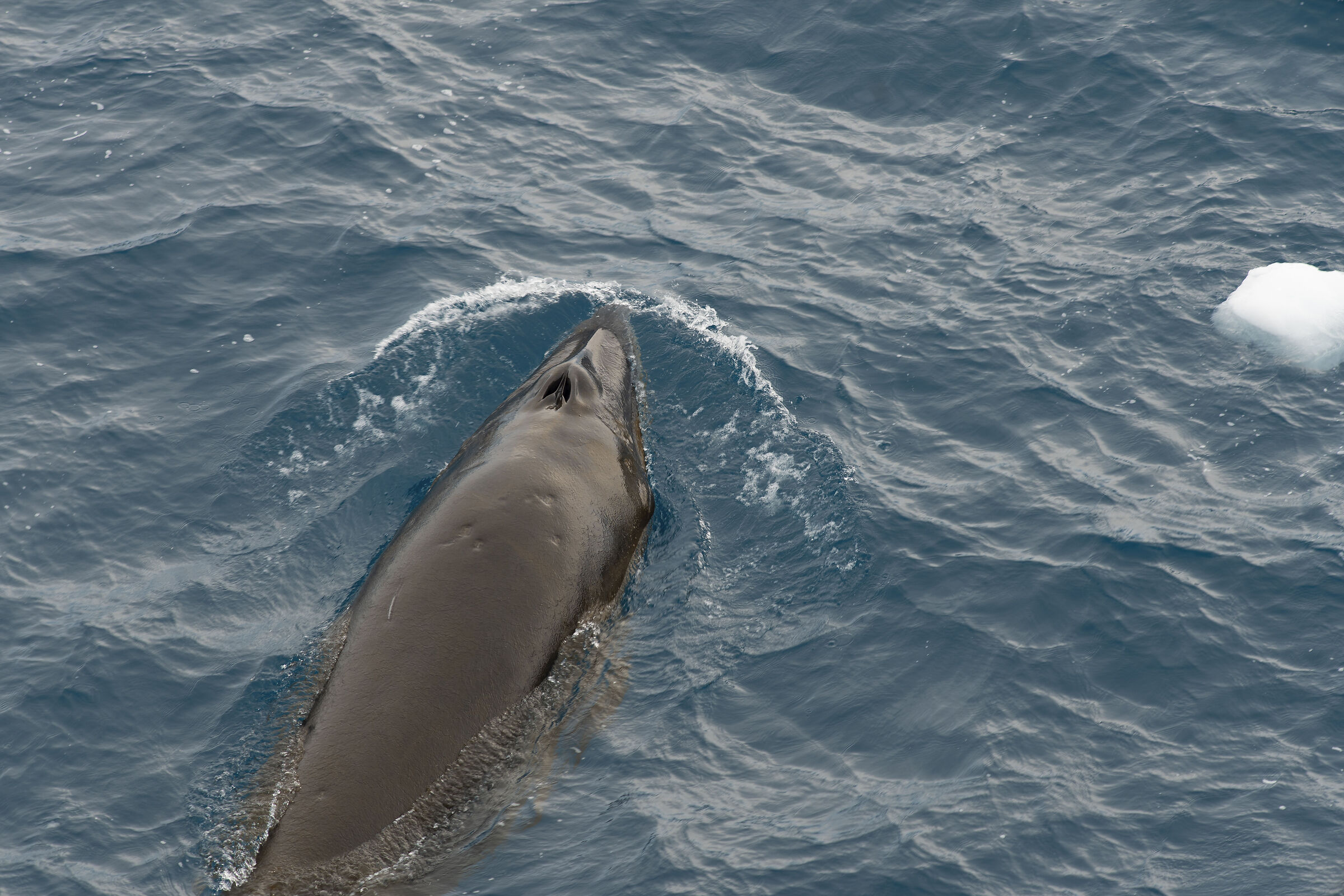 Minke Whale