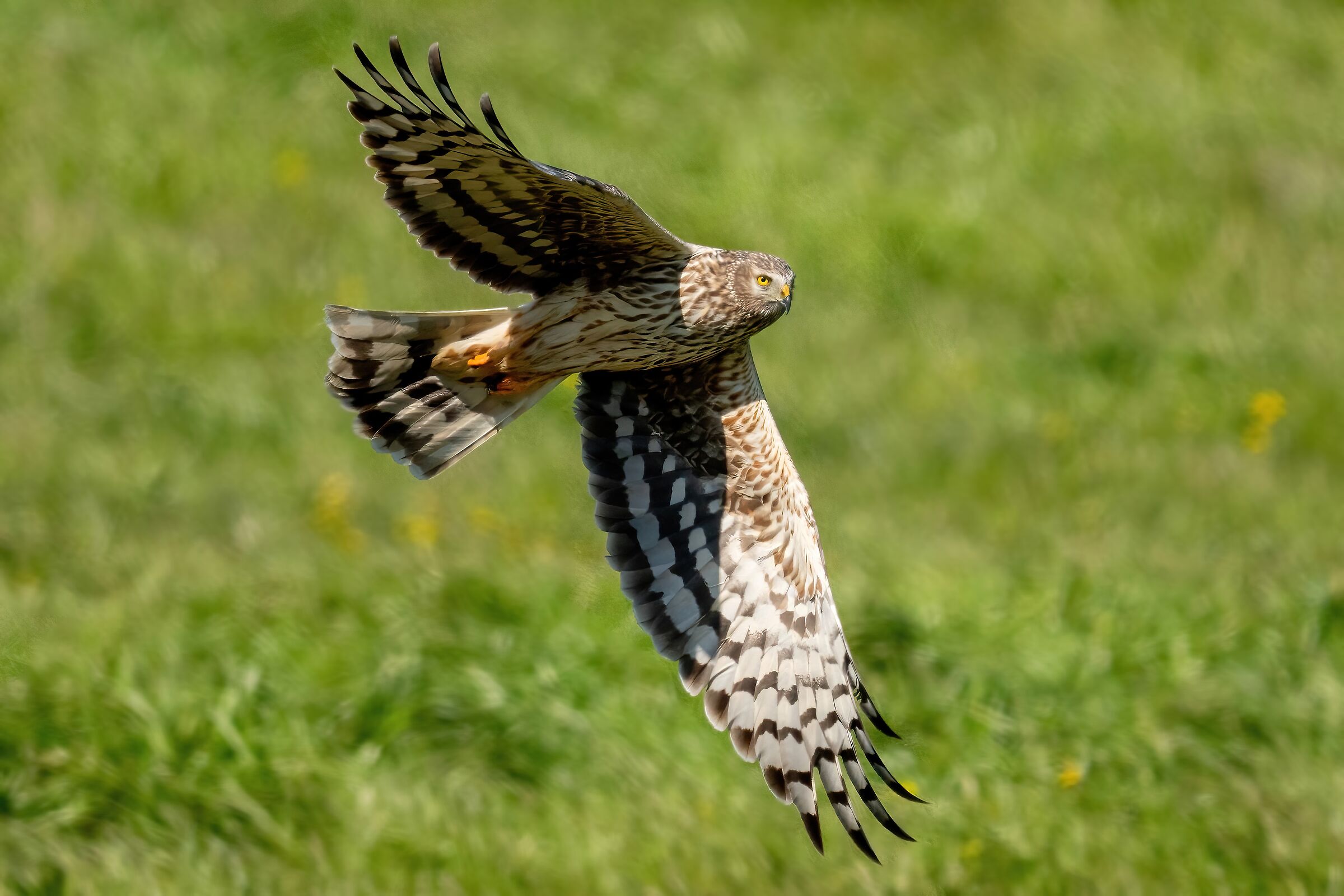 Hen Harrier (Circus cyaneus)