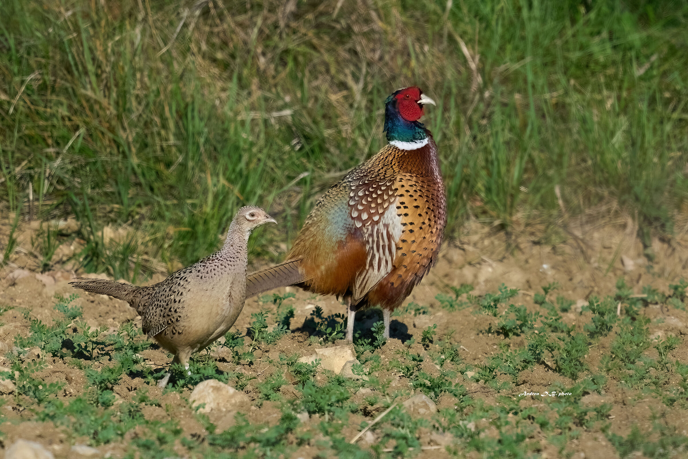 Common Pheasant