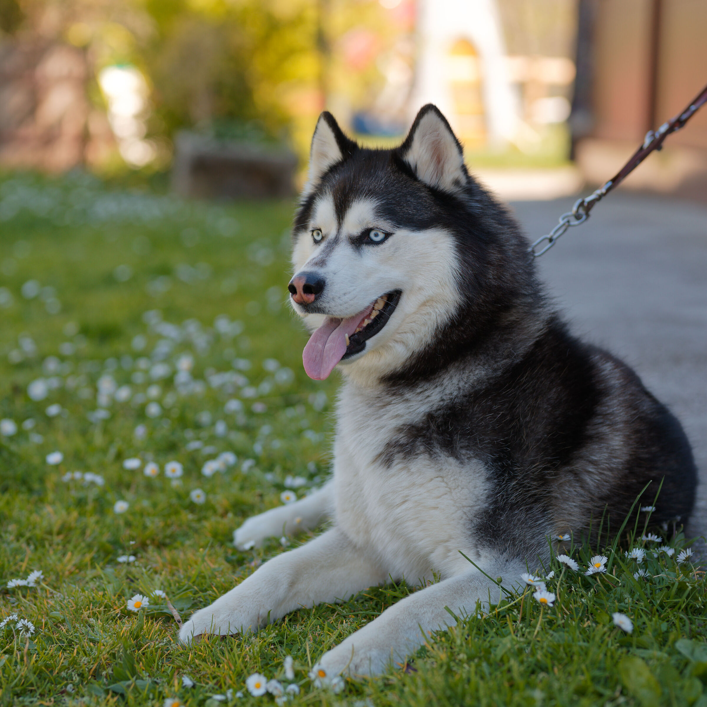 Riley coll'85mm Sigma ART