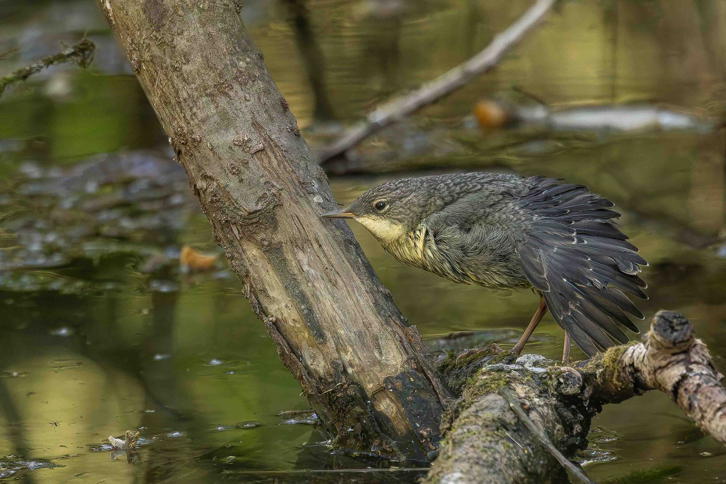 Prima uscita dal nido dell'acquaiolo