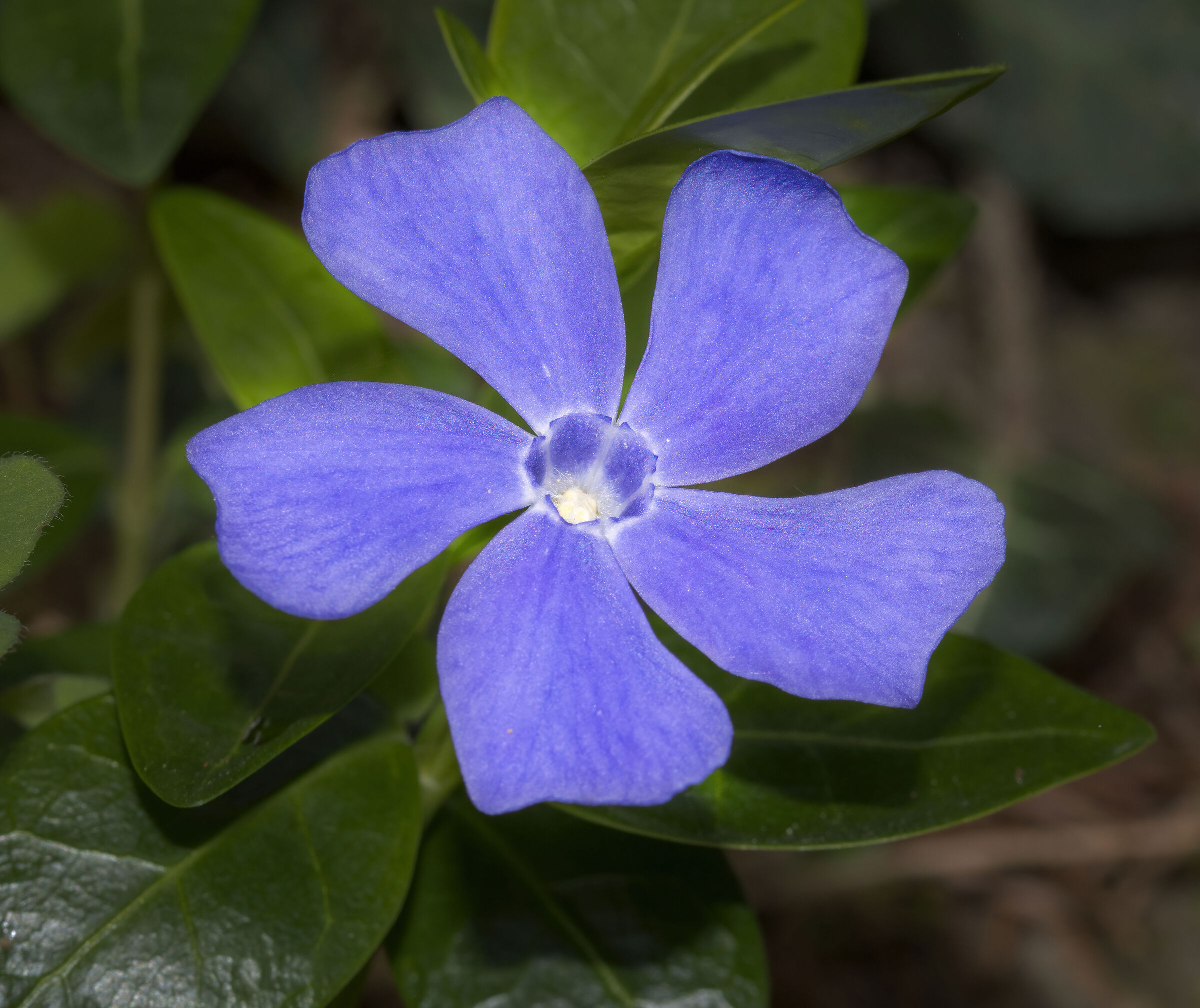Periwinkle...