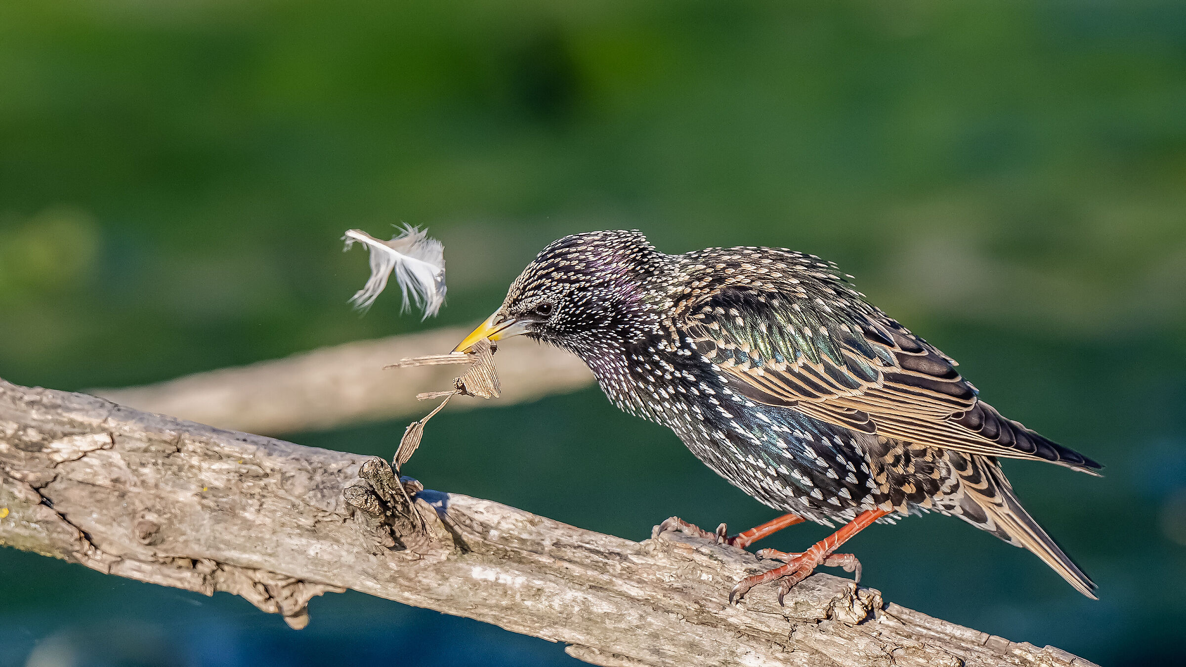 Starling struggling with the nest!!