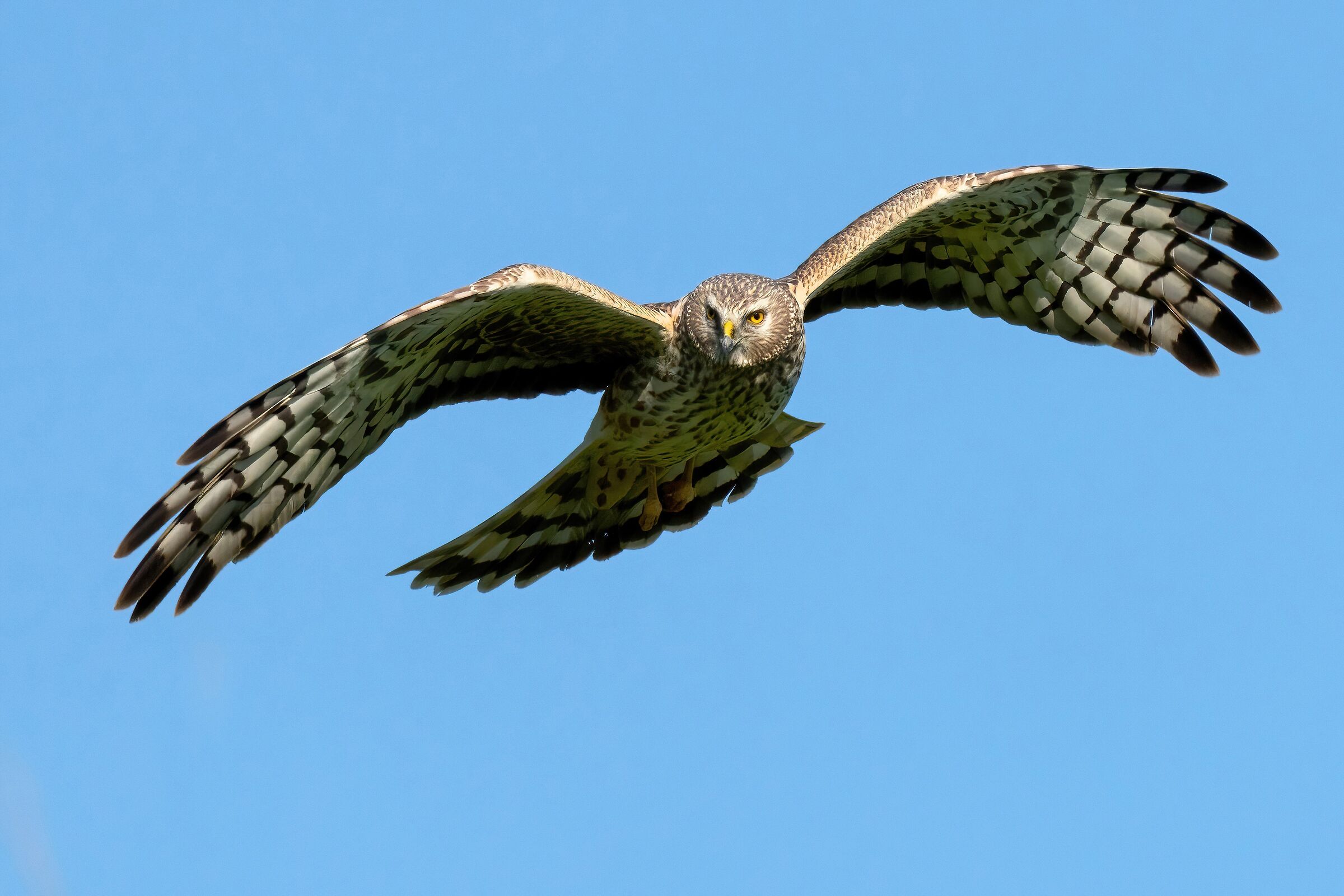 Hen Harrier (Circus cyaneus)