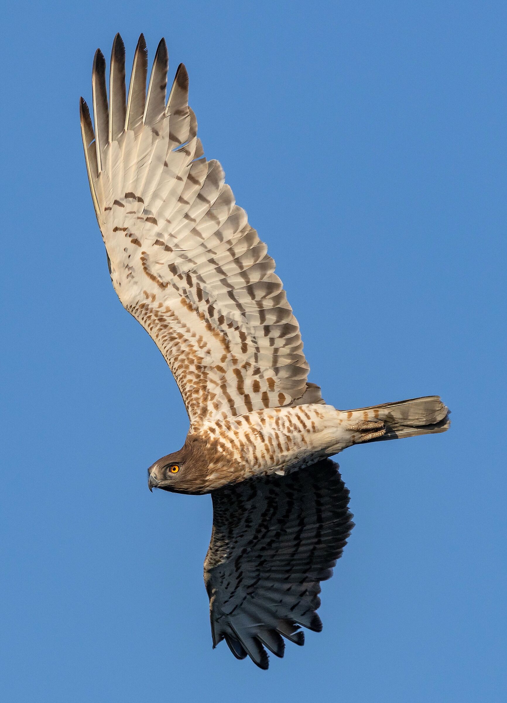 Short-toed Eagle (Circaetus gallicus) Canon R5 II 100/500
