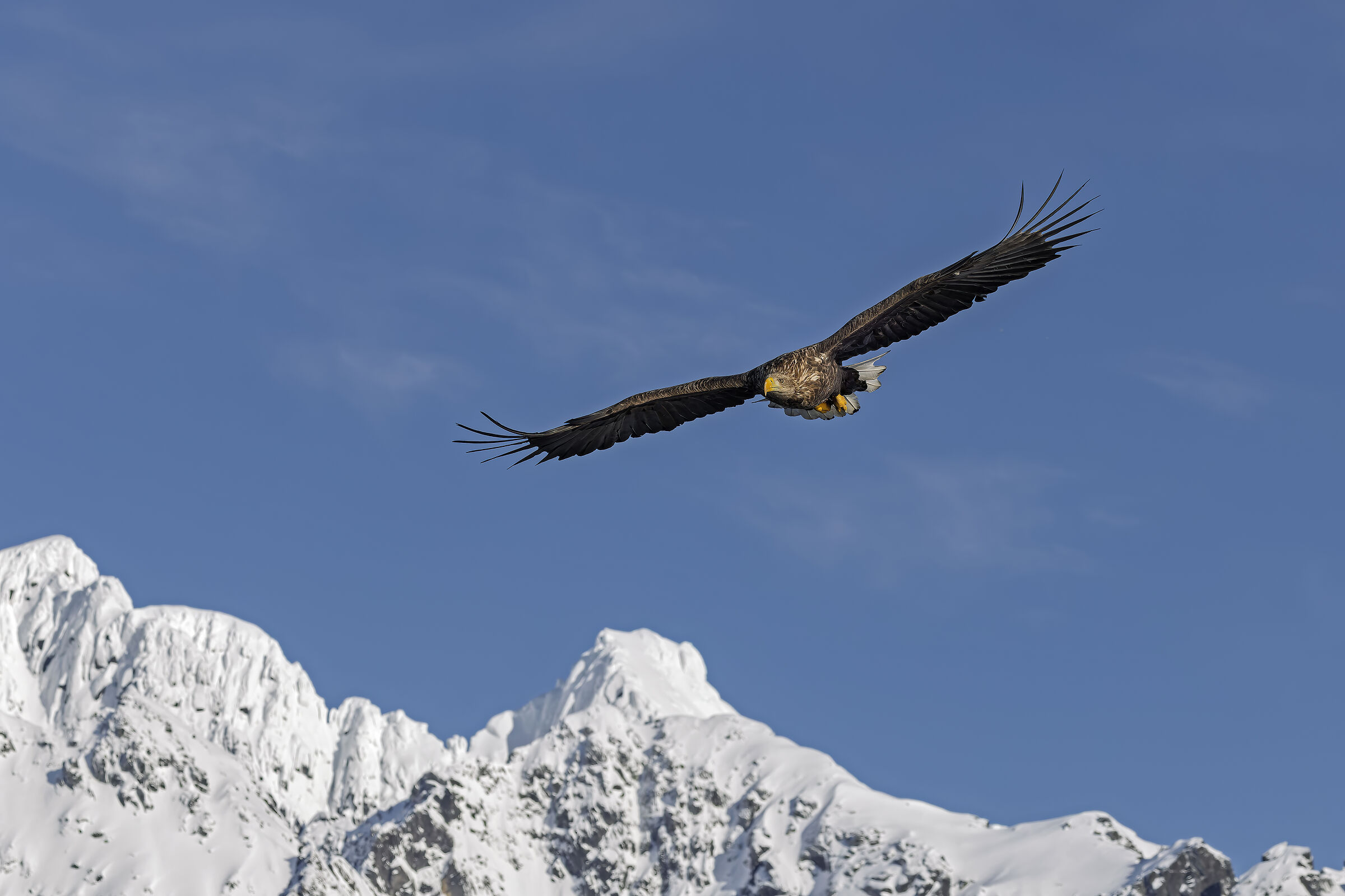 Aquila di mare sui fiordi norvegesi