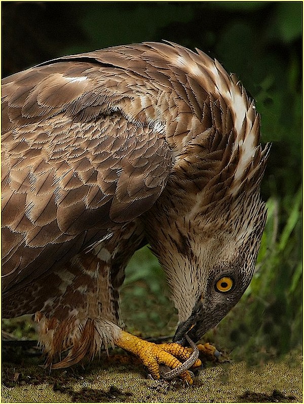 ,, falco pecchiaiolo ,,