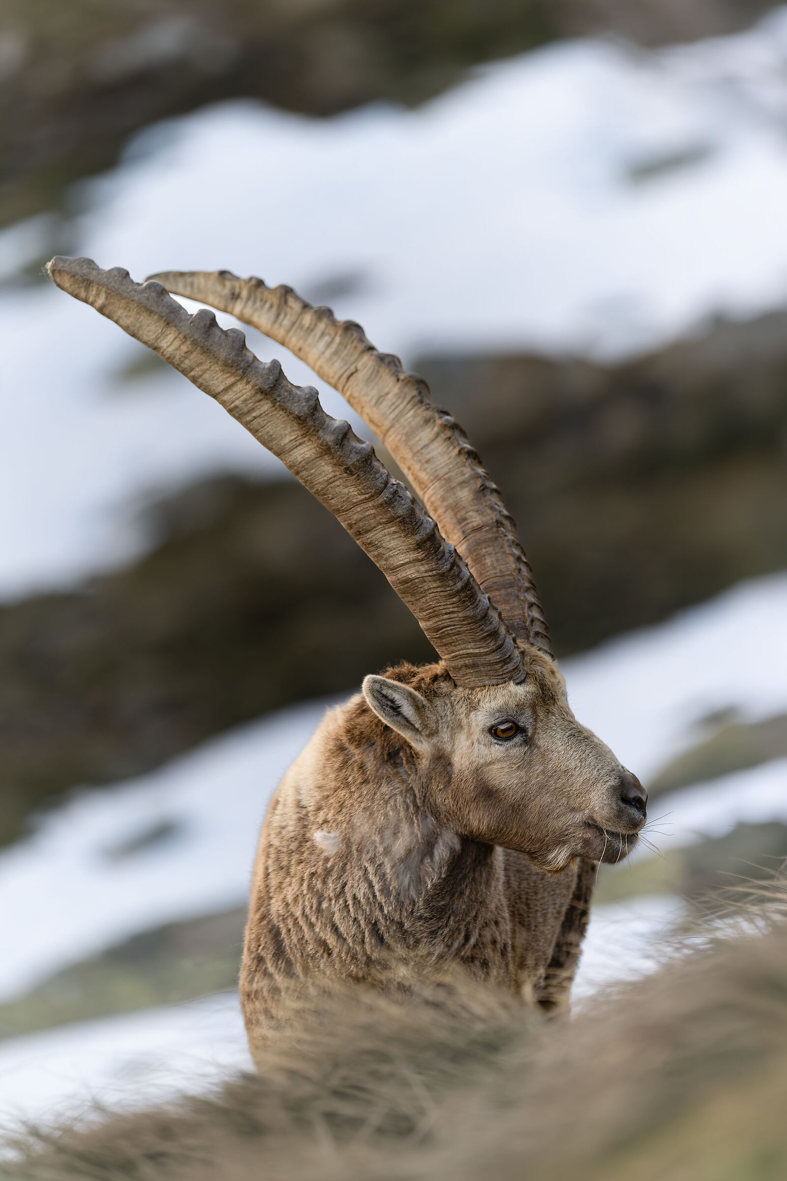 Ibex - Gran Paradiso National Park - Piedmont