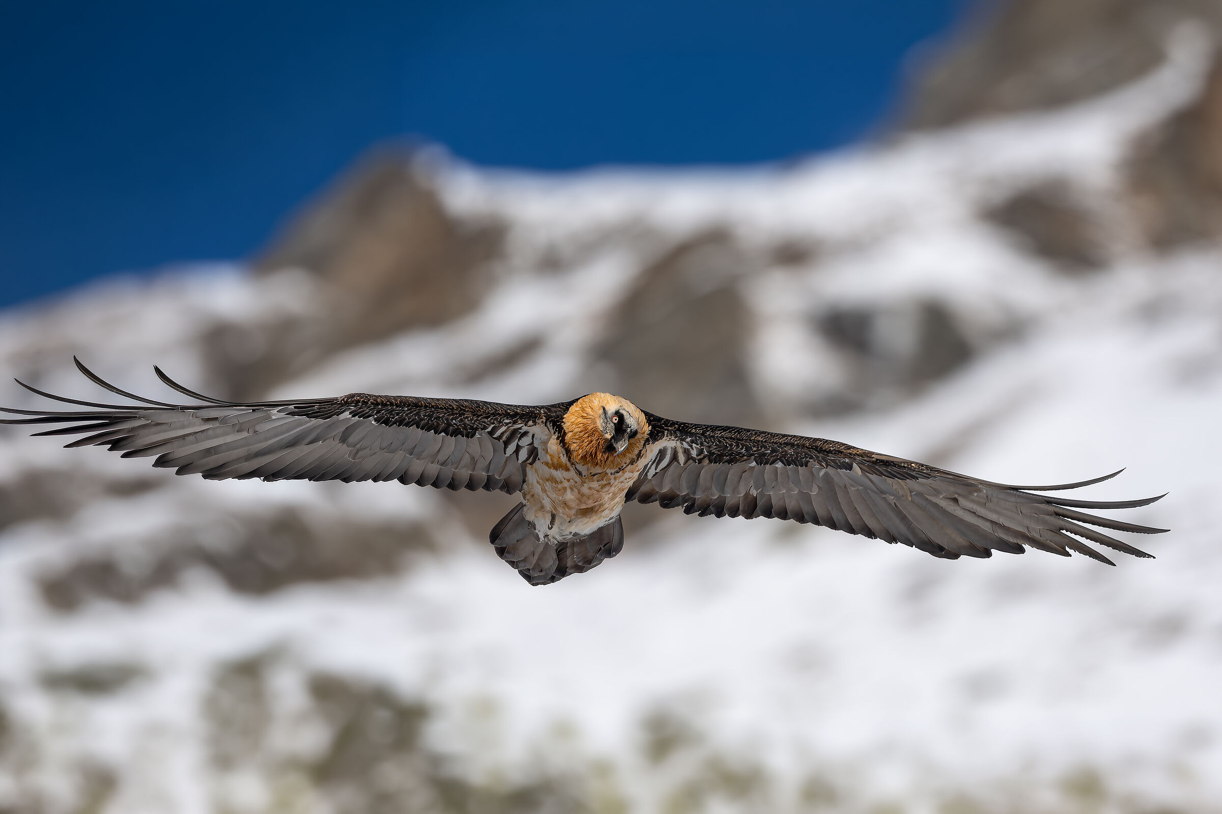 Gypaetus Barbatus - Gran Paradiso National Park