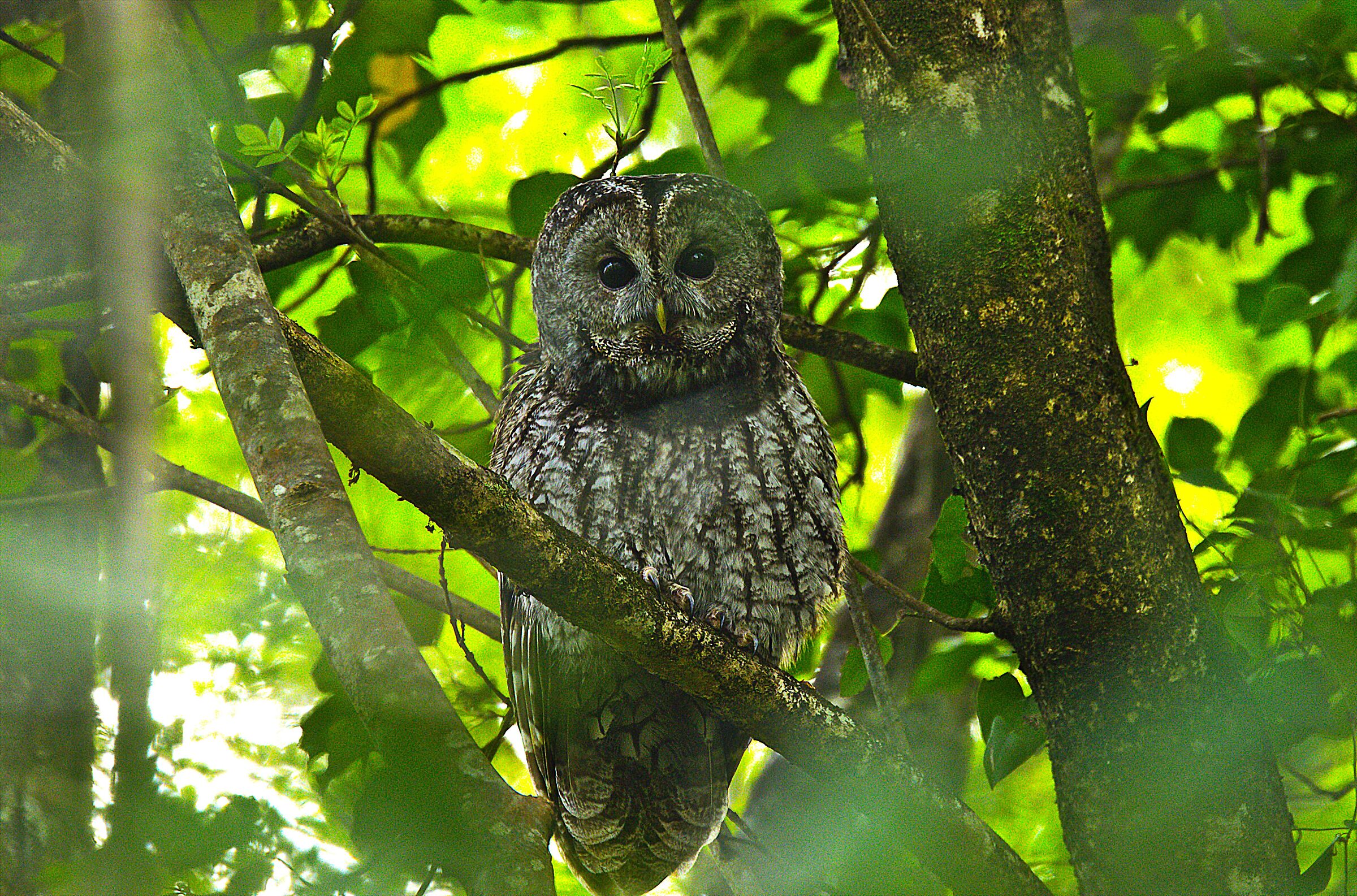 Tawny Owl