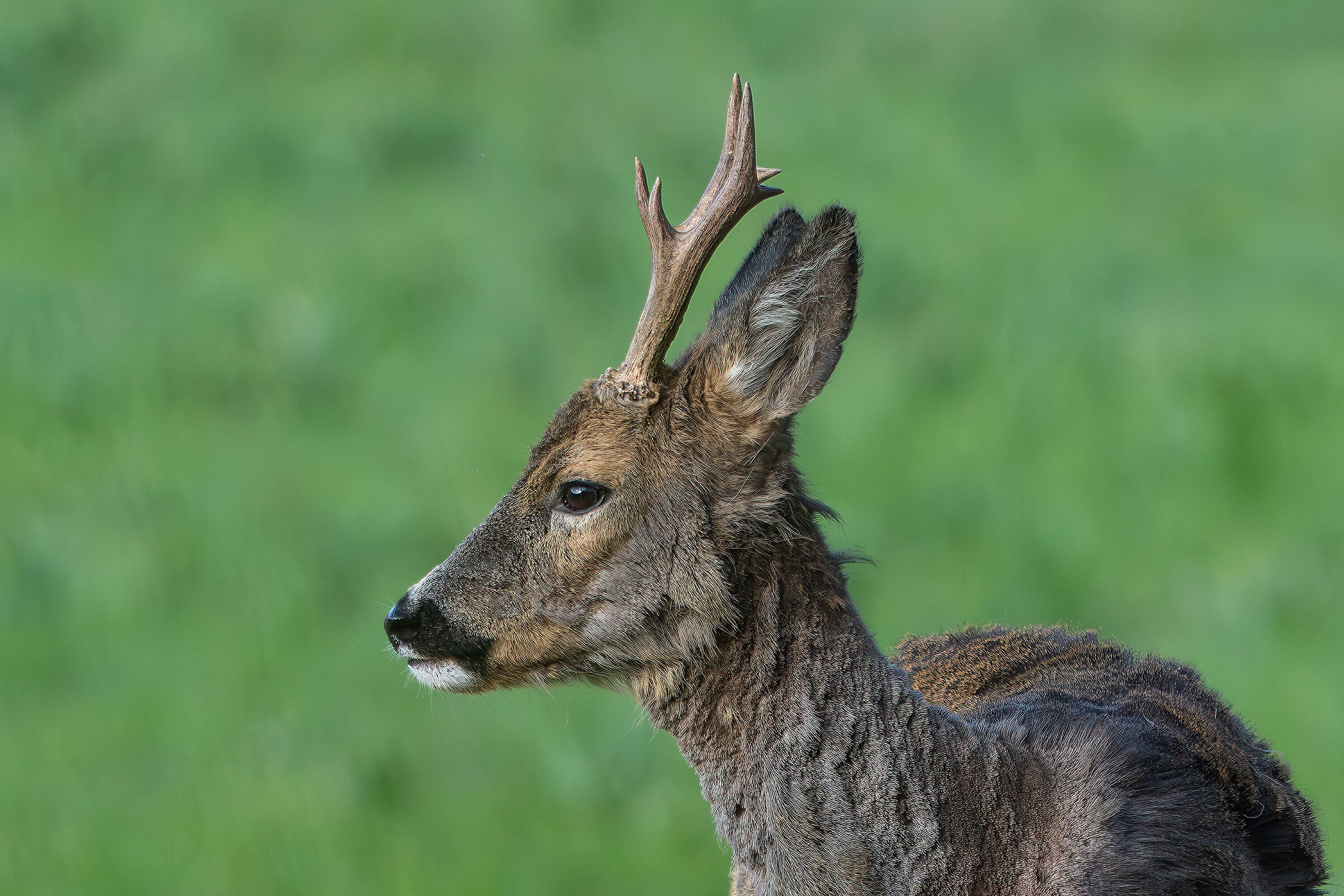 Roe deer