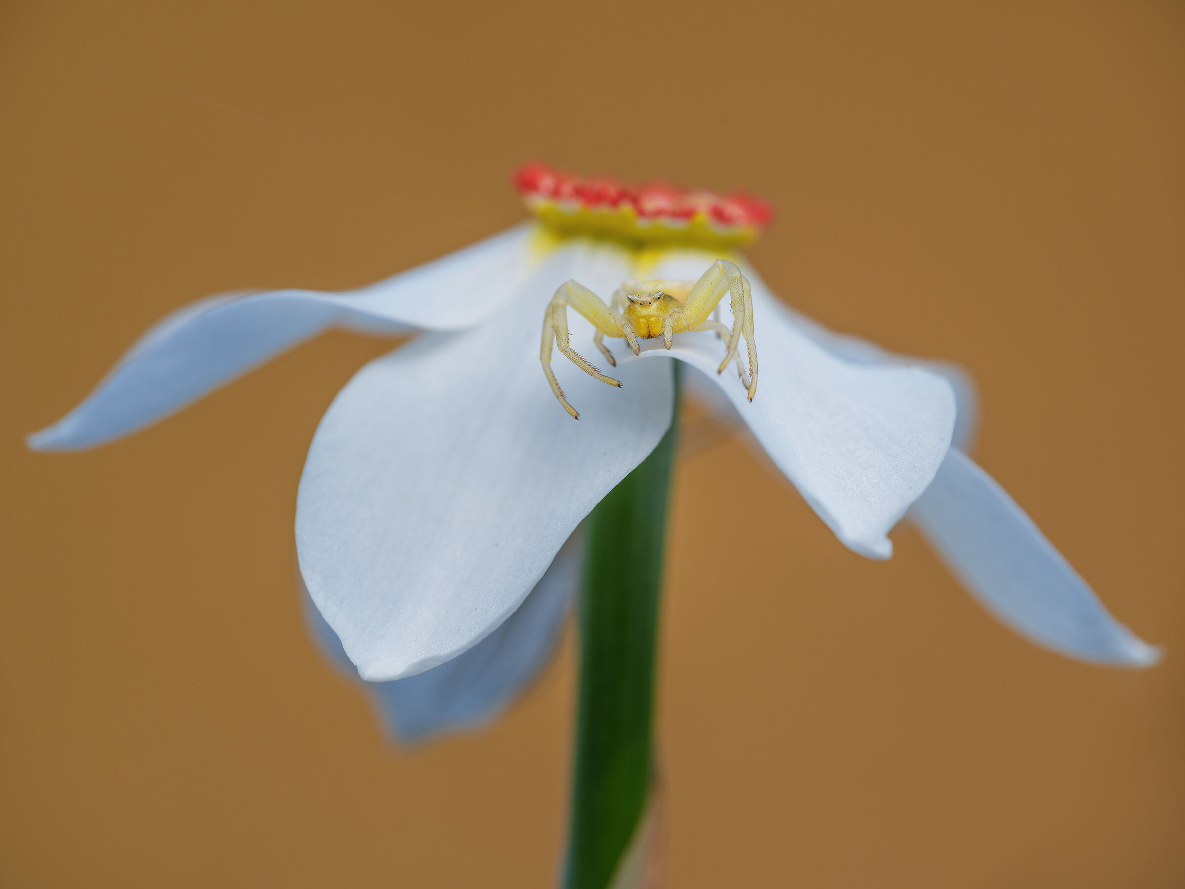 Thomisus onustus su Narcissus poeticus