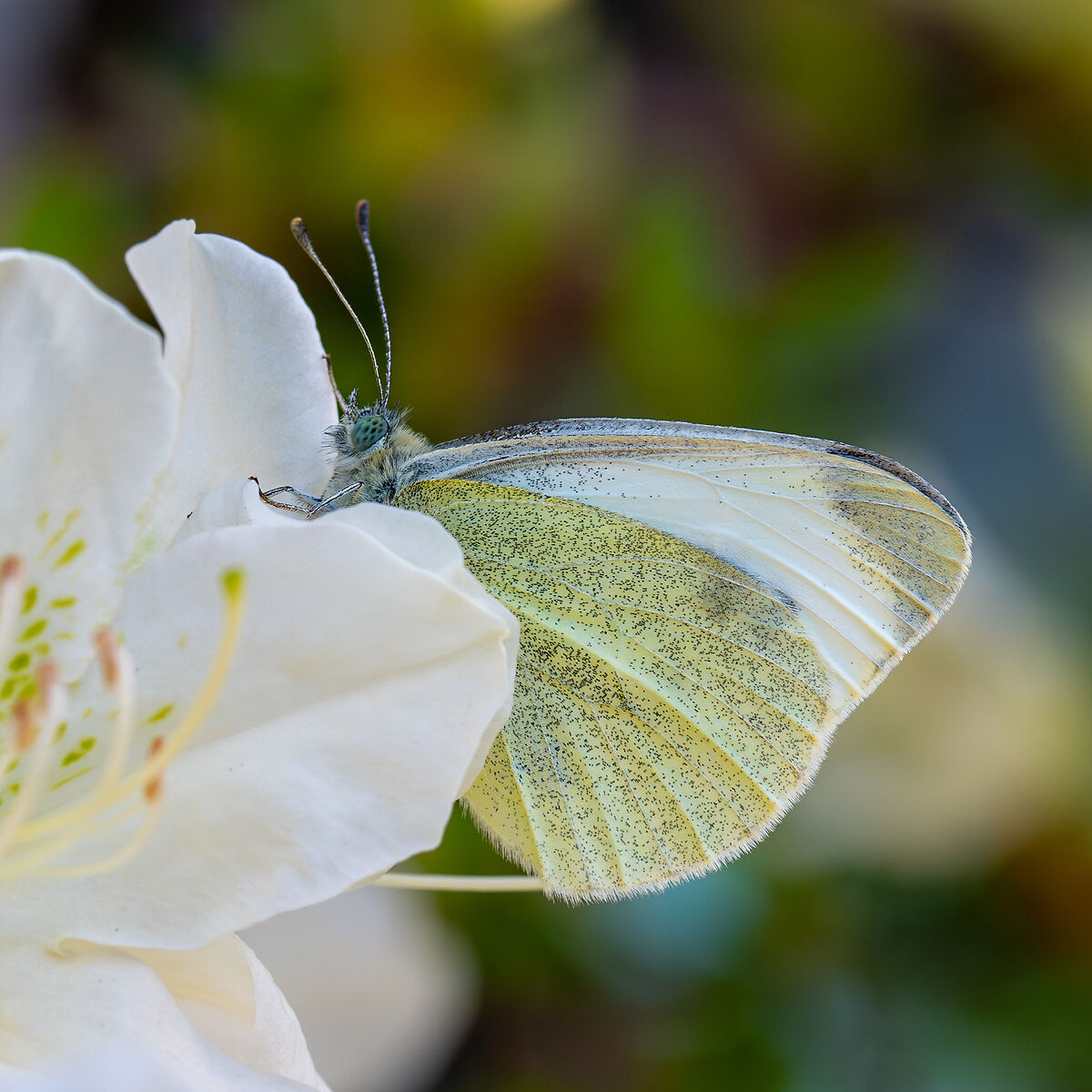 Pieris Rapae