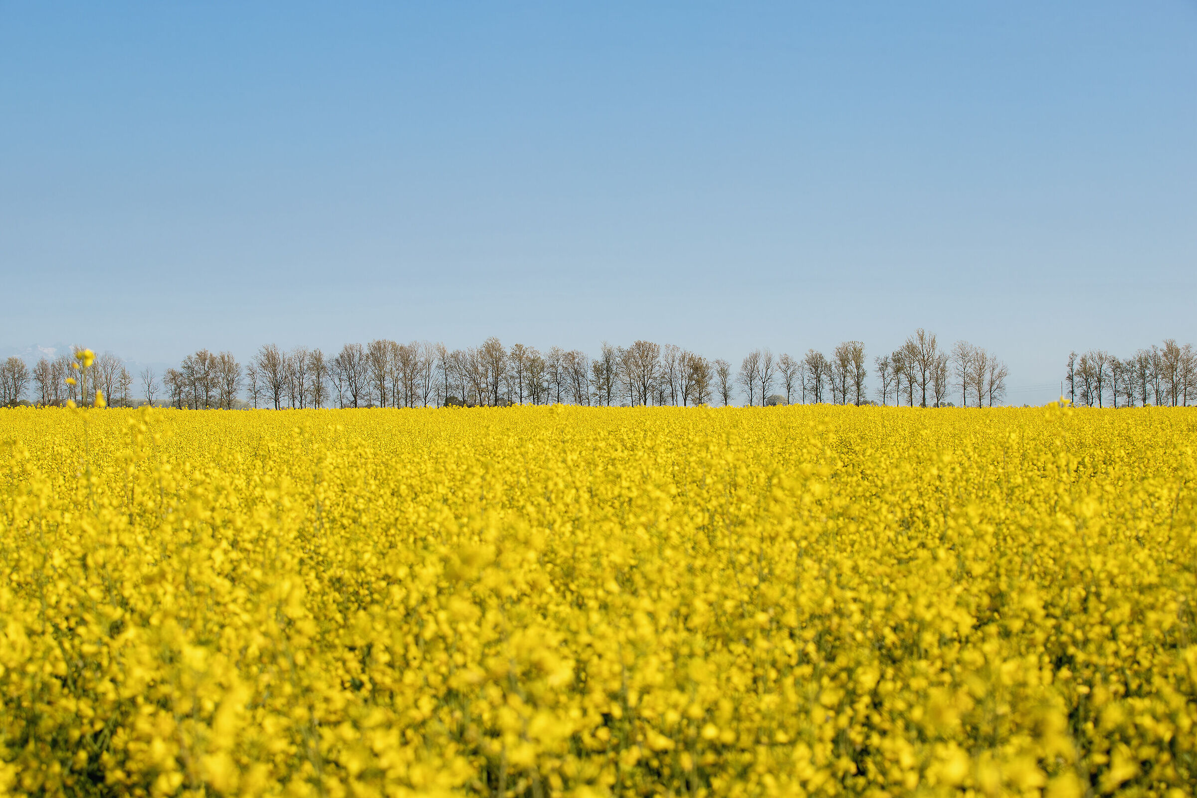 Rapeseed trees