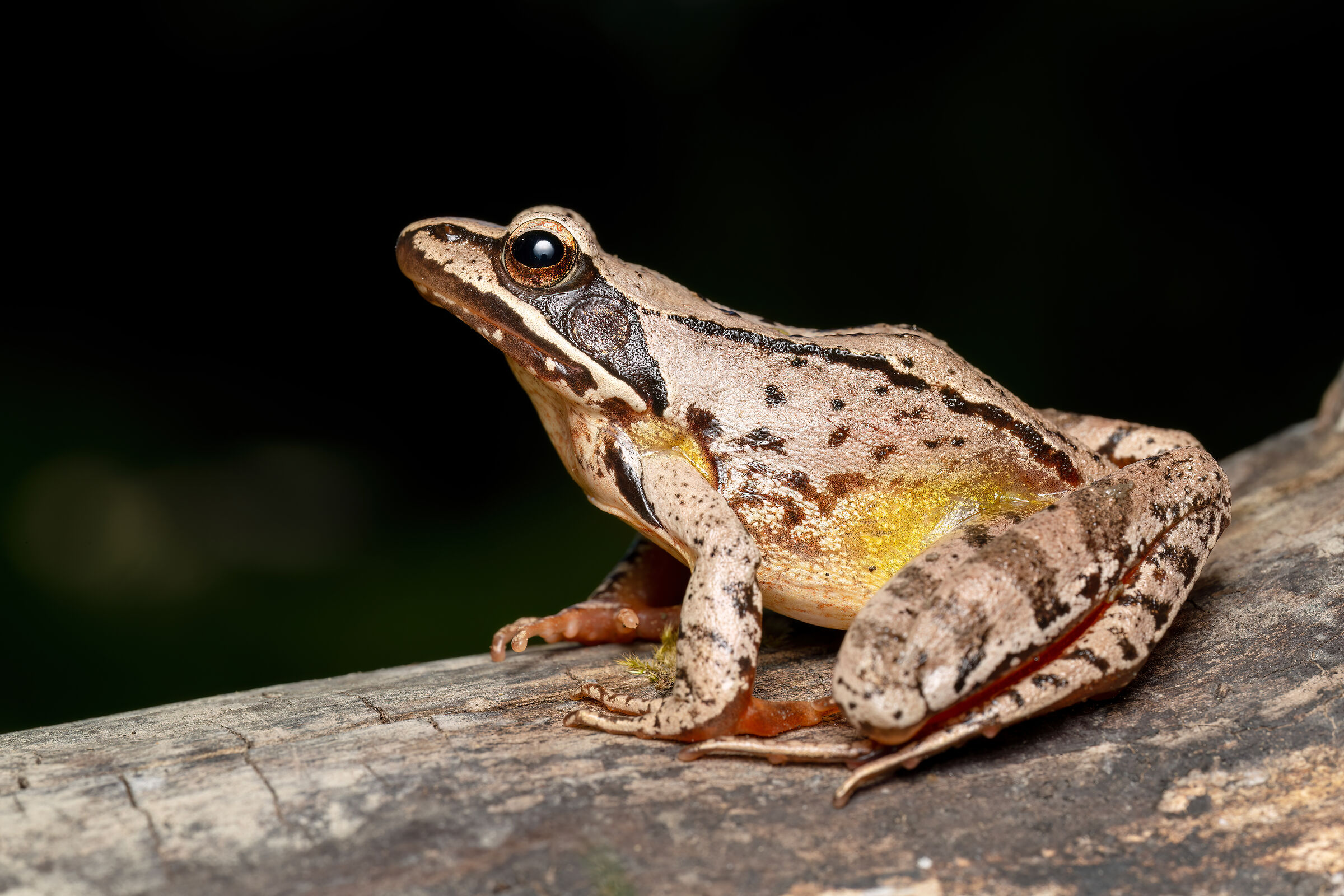 Dalmatian Frog