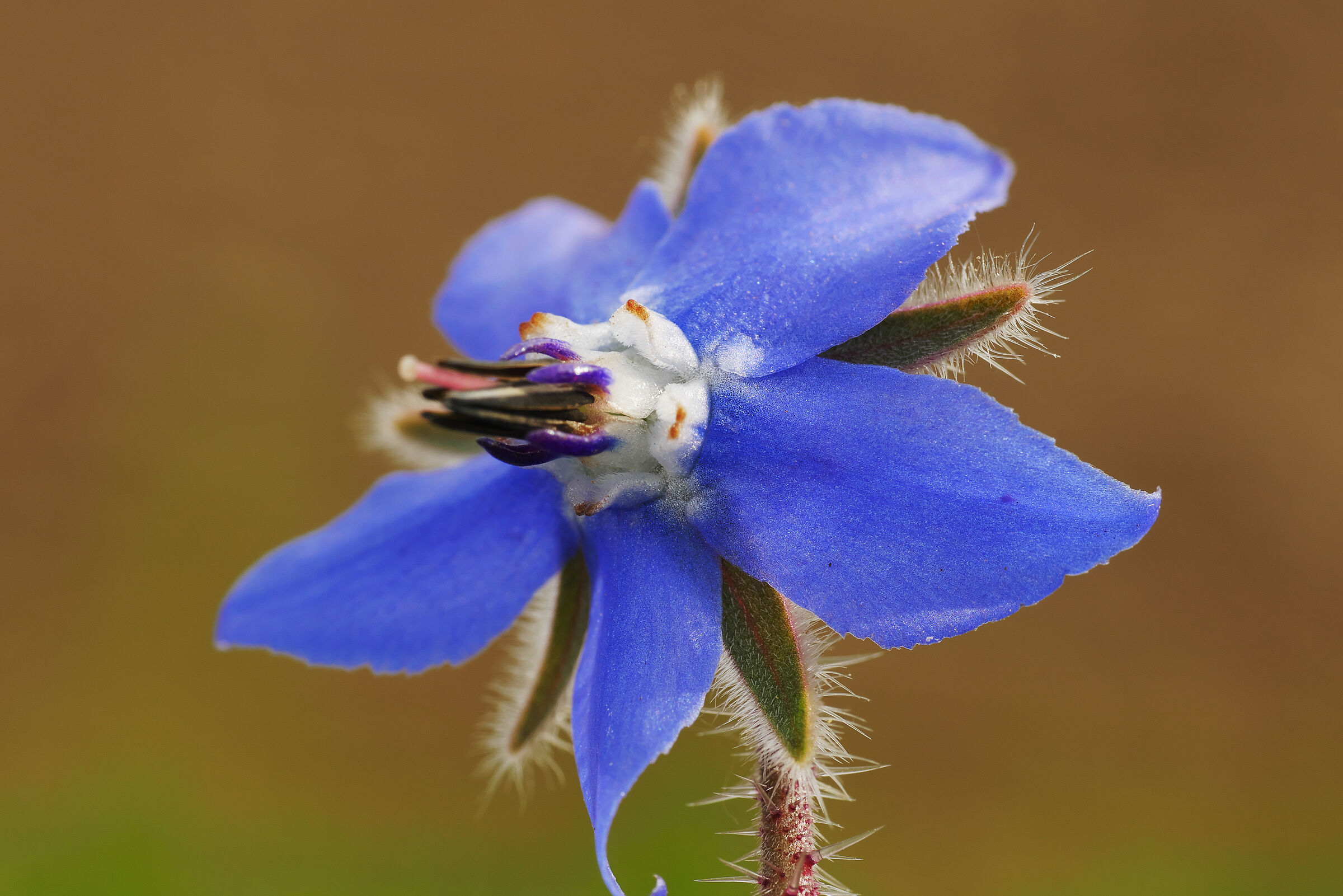 Borago officinalis