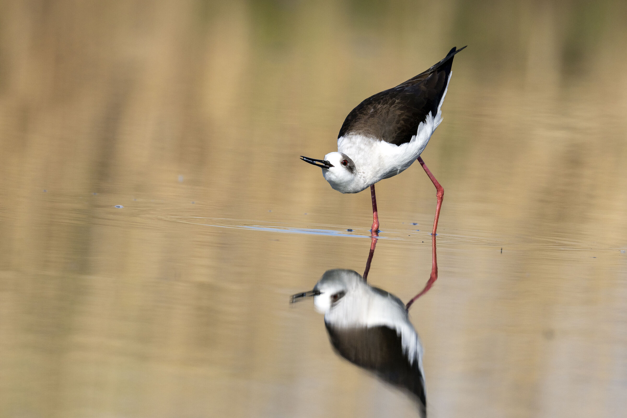 Black-winged Stilt