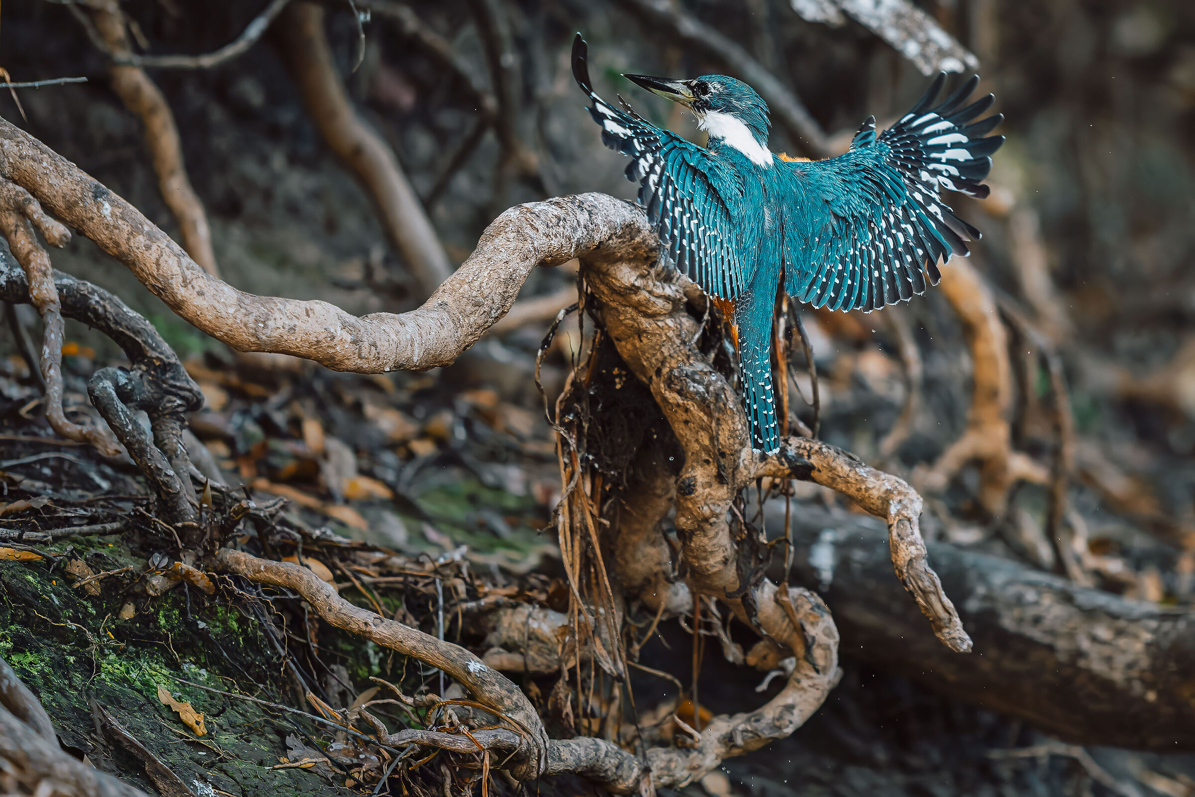 Collared Kingfisher