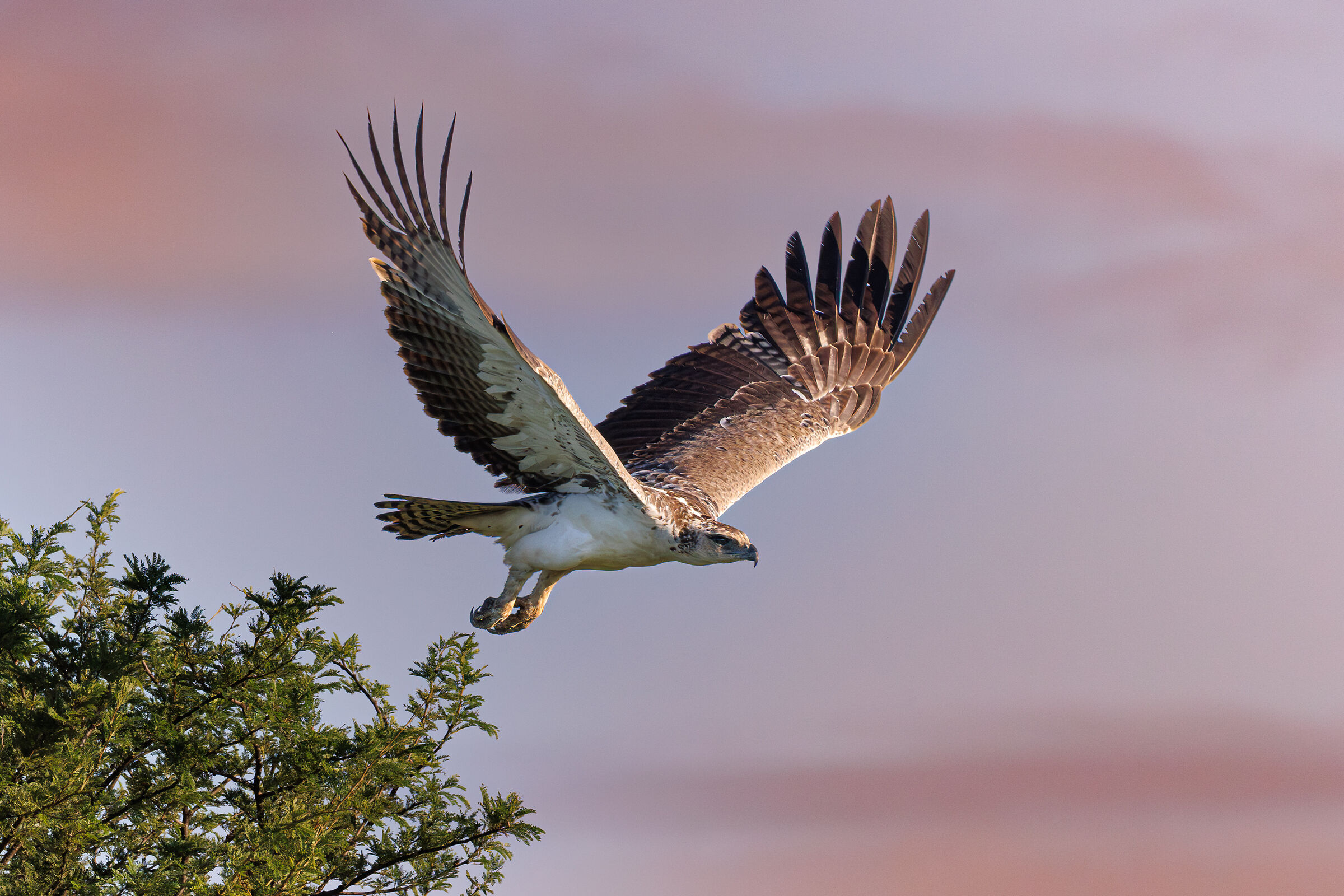 Martial Eagle