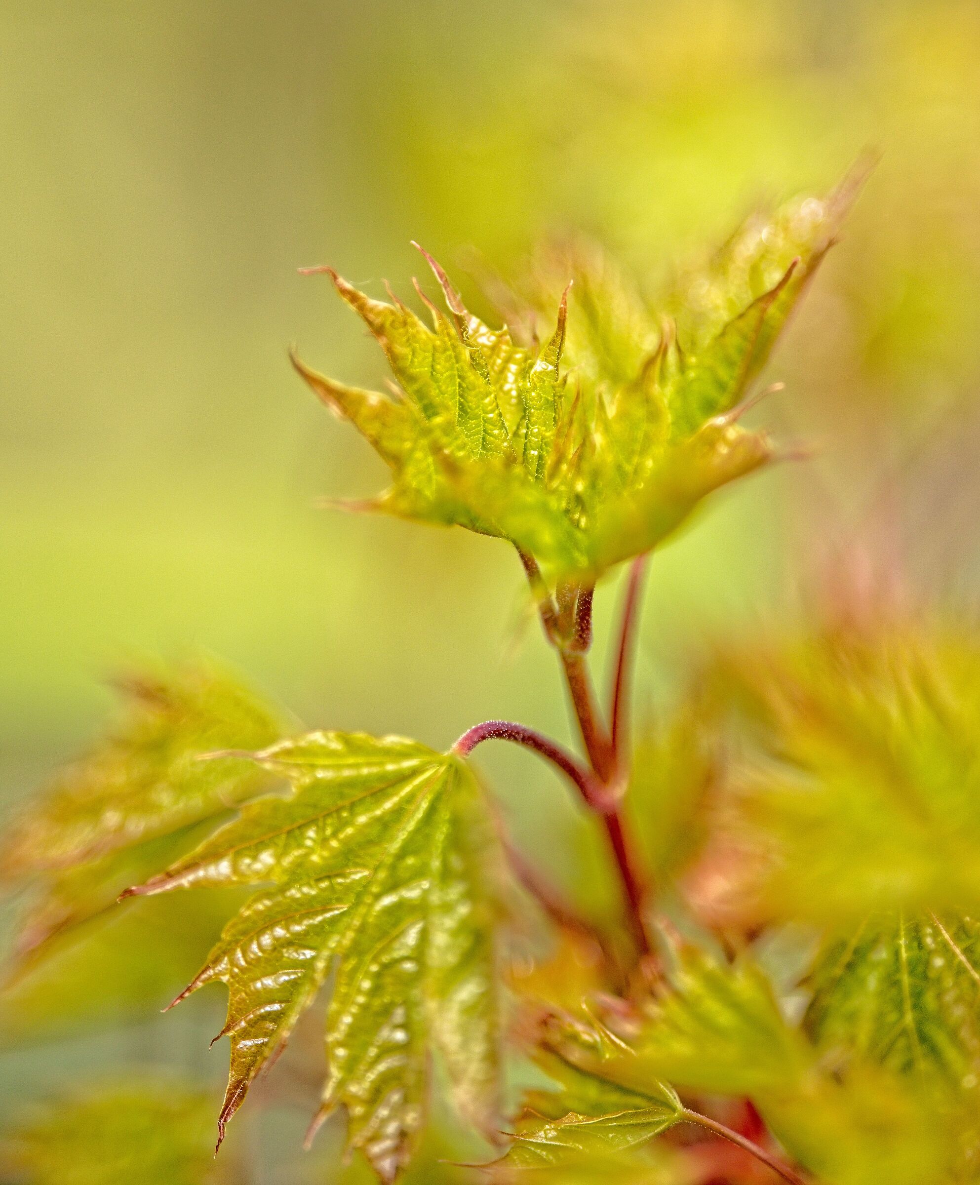 Acer in spring