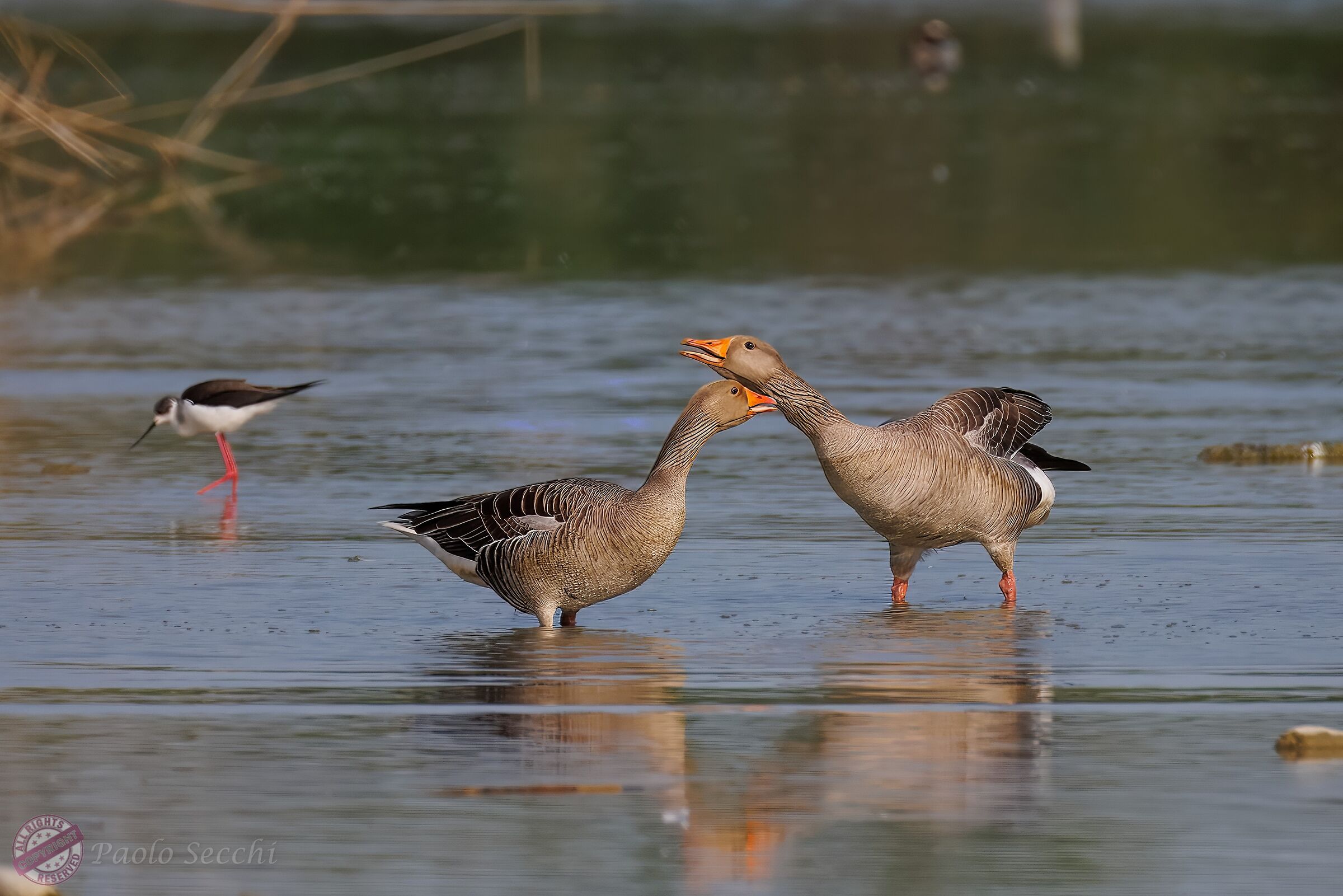 Wild geese (Anser anser)