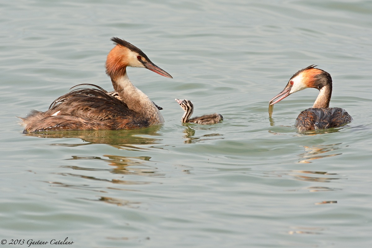 Svassi con piccoli...