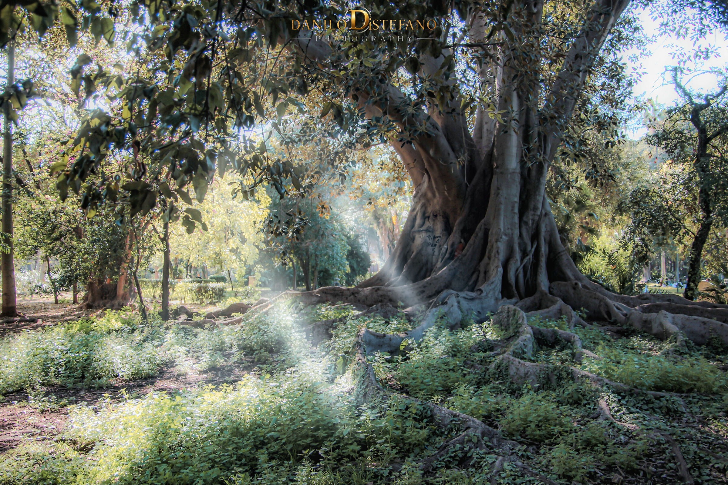 Villa Trabia and its rays of sunshine