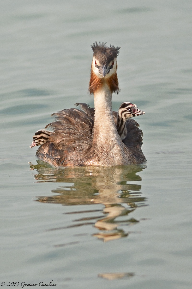 Grebe with small ...