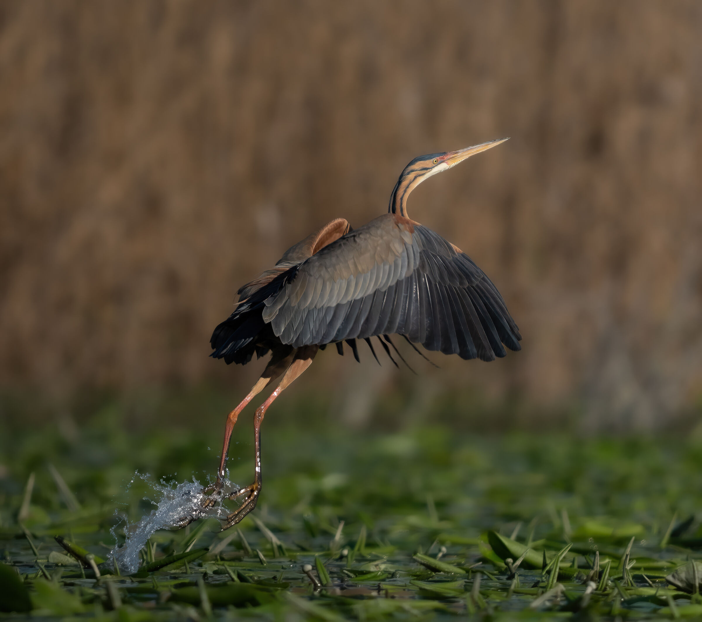 Purple Heron in flight
