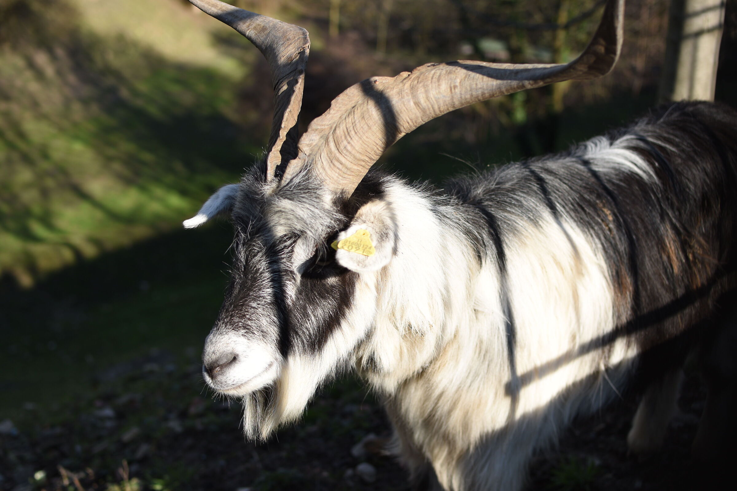 Goat